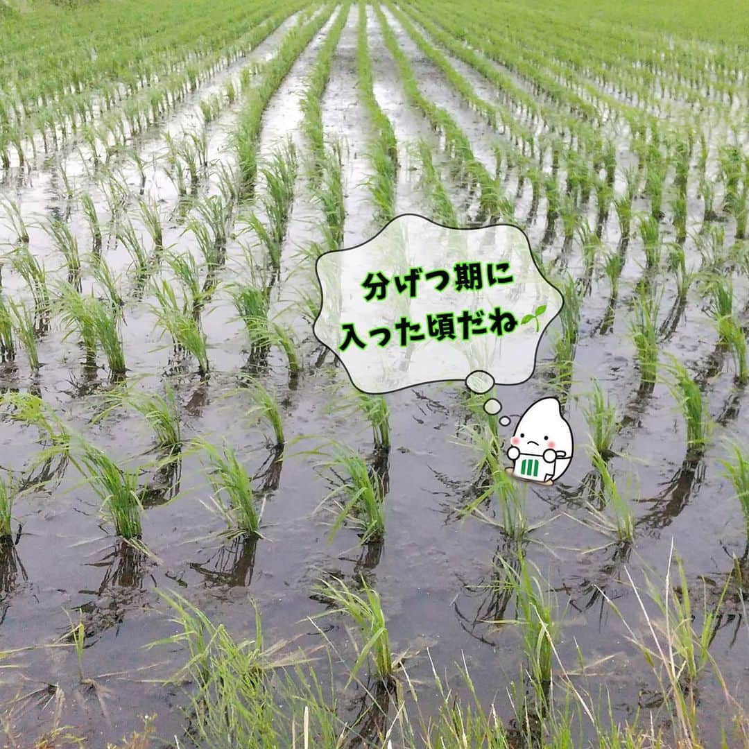 ミツハシくん-Mitsuhashi Rice-さんのインスタグラム写真 - (ミツハシくん-Mitsuhashi Rice-Instagram)「今日は山形県の田んぼをご紹介🌾  今回は田植えが終わって、 分げつ期に入った頃の様子を紹介🕊️  「分げつ」とは…？ イネ科作物の枝分かれのことを「分げつ」と言うんだ🌱 平均で１つの苗から7～8本の分げつが出るんだ🧐  分げつが少ないと獲れる量が少なくなってしまうんだ…😢  だから、皆もしっかり「分げつ」できるように願ってくれると嬉しいな😘  元気に育ちますように🙏 .  #ミツハシライス  #企業キャラクター  #ミツハシくん   #お米 #米 #rice #ご飯 #ごはん  #農家 #農業   #米作り  #田んぼ #山形県  #田植え #分げつ期」6月15日 17時06分 - 3284rice