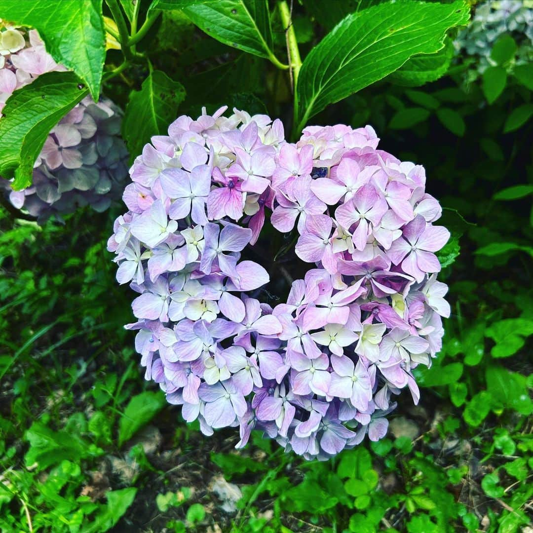 西山由のインスタグラム：「Hortensia avec un trou.」