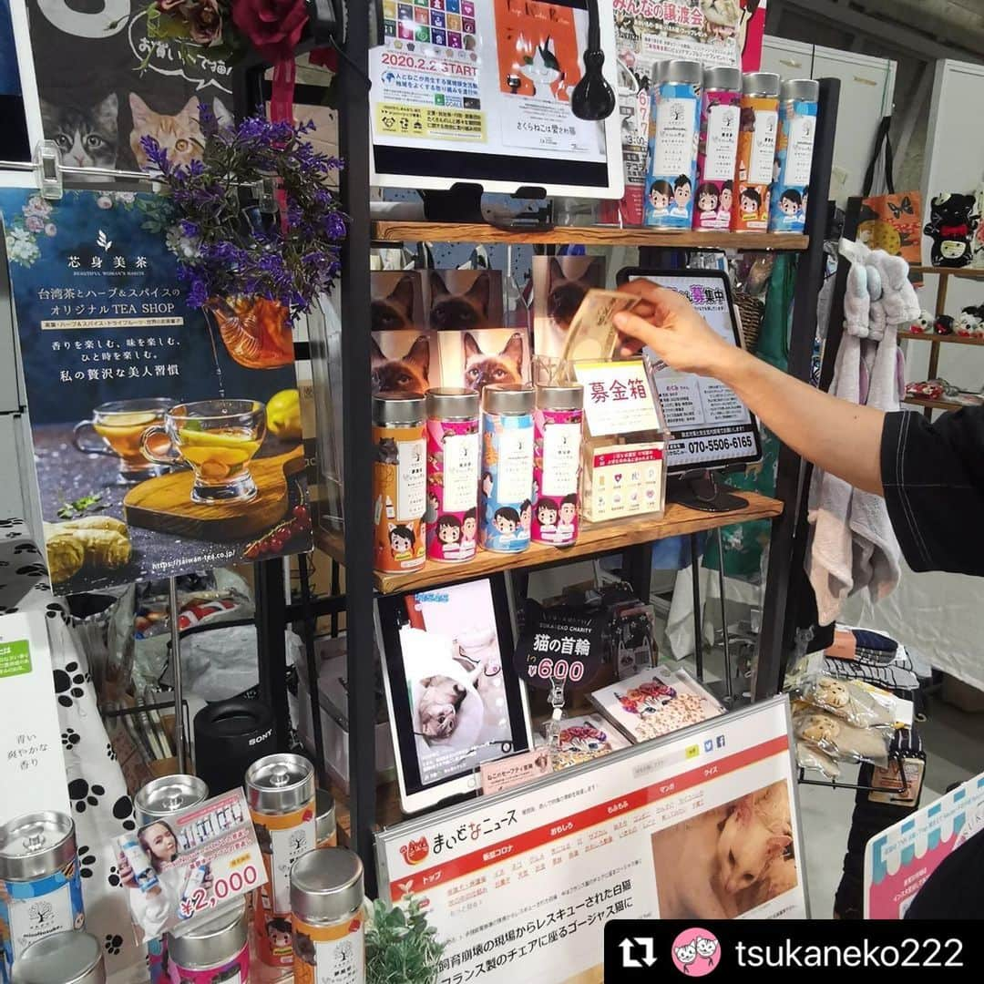 misoNosukeさんのインスタグラム写真 - (misoNosukeInstagram)「. . KODA家の猫（10匹）の為に お買い物が出来て  『保護犬猫の為になれる』って 一石二鳥♡  ↓  #Repost @tsukaneko222 with @use.repost  保護犬猫の譲渡会に 何度も参加して下さっていて  色々と協力＆応援して下さっている misoNosukeさんが  京セラドーム大阪で開催された 2022年のニャンズマーケットに！  つかねこ動物愛護環境福祉事業部の 保護猫のご支援金を寄付しに  わざわざプライベートで足を運んで misonoさんがカメラマンを担当して下さいました！  スフレの恩返し~芯身美茶~ スフレの恩返し × misoNosuke  この日もコラボ商品を松葉相談役に「無償でたくさん寄付」して頂いたので販売する事が出来ました。  その売り上げも 負傷猫の治療費や  卒業していった保護猫達の 飼育費などに使うことができました。  @tomiko_matsuba @beautytea_official @nosukedrummer   有り難い事に終始 うちのブースがすごい人だかりで  大・大・大盛況で休む暇もなく(;^_^A (⋈◍＞◡＜◍)。✧感謝♡  しかも松葉相談役が自ら(;'∀') チャリティーのteaの販売までして頂き  お仕事もお忙しい中💦 お疲れさまでした！  2023年もニャンズマーケットに出て スフレの恩返し旋風を巻きおこしたいです(笑)  ★譲渡会★  2023.7/2 みんなの譲渡会 立花南学習プラザにて  2023.8/20 ねこフェス＋わんマルシェ エコーペット学院にて  #スフレとバンビの恩返し  #スフレの恩返し支援 #芯身美茶 #寄付 #募金　 #保護犬猫  #子供  #福祉 #支援  #つかねこ動物愛護環境福祉事業部 #色んなカタチで応援してくれる人に感謝 #ニャンズマーケット2022 #時差投稿 #misono #Nosuke  #misoNosuke #美來夢 #大阪店 #京都店」6月15日 17時28分 - misono_koda_official