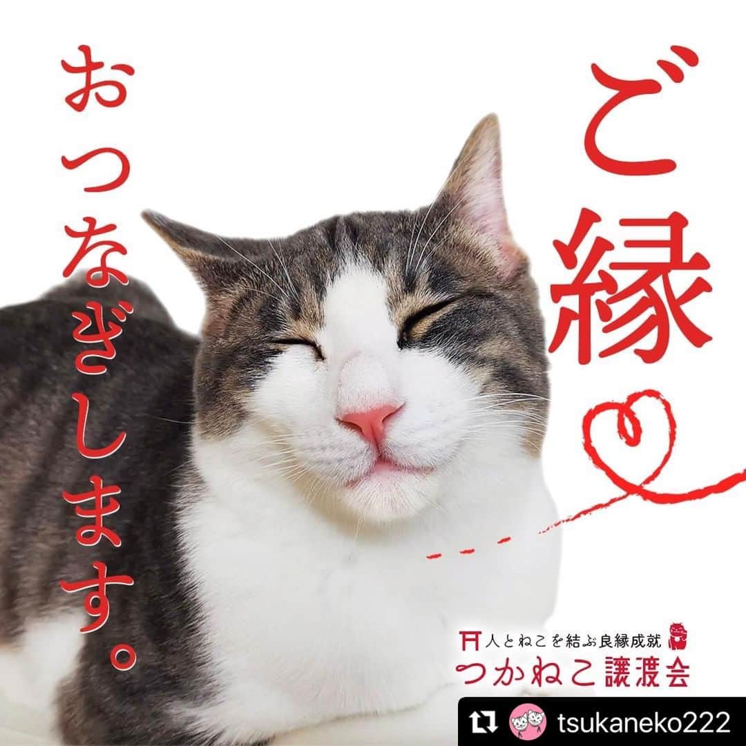 misoNosukeさんのインスタグラム写真 - (misoNosukeInstagram)「. . KODA家の猫（10匹）の為に お買い物が出来て  『保護犬猫の為になれる』って 一石二鳥♡  ↓  #Repost @tsukaneko222 with @use.repost  保護犬猫の譲渡会に 何度も参加して下さっていて  色々と協力＆応援して下さっている misoNosukeさんが  京セラドーム大阪で開催された 2022年のニャンズマーケットに！  つかねこ動物愛護環境福祉事業部の 保護猫のご支援金を寄付しに  わざわざプライベートで足を運んで misonoさんがカメラマンを担当して下さいました！  スフレの恩返し~芯身美茶~ スフレの恩返し × misoNosuke  この日もコラボ商品を松葉相談役に「無償でたくさん寄付」して頂いたので販売する事が出来ました。  その売り上げも 負傷猫の治療費や  卒業していった保護猫達の 飼育費などに使うことができました。  @tomiko_matsuba @beautytea_official @nosukedrummer   有り難い事に終始 うちのブースがすごい人だかりで  大・大・大盛況で休む暇もなく(;^_^A (⋈◍＞◡＜◍)。✧感謝♡  しかも松葉相談役が自ら(;'∀') チャリティーのteaの販売までして頂き  お仕事もお忙しい中💦 お疲れさまでした！  2023年もニャンズマーケットに出て スフレの恩返し旋風を巻きおこしたいです(笑)  ★譲渡会★  2023.7/2 みんなの譲渡会 立花南学習プラザにて  2023.8/20 ねこフェス＋わんマルシェ エコーペット学院にて  #スフレとバンビの恩返し  #スフレの恩返し支援 #芯身美茶 #寄付 #募金　 #保護犬猫  #子供  #福祉 #支援  #つかねこ動物愛護環境福祉事業部 #色んなカタチで応援してくれる人に感謝 #ニャンズマーケット2022 #時差投稿 #misono #Nosuke  #misoNosuke #美來夢 #大阪店 #京都店」6月15日 17時28分 - misono_koda_official
