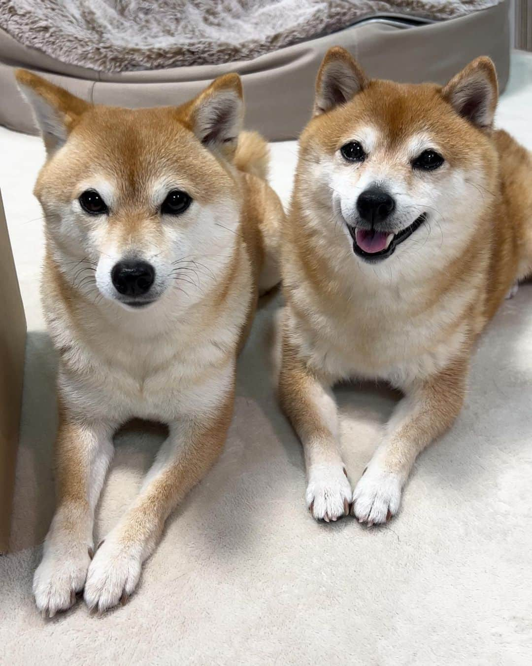 豆柴 サニーちゃんさんのインスタグラム写真 - (豆柴 サニーちゃんInstagram)「. HELLO〜こんにちわん🐻🐶 . 2人しておやつまち〜🍖 お手手揃っててかわいい🐾 . サニーちゃんは クピークピー鳴るおもちゃ大好き😆 . . #さにらむ2ショット #柴犬#豆柴 #赤柴#豆柴子犬#豆柴多頭飼い #まめしば#しばいぬ#anicas#shiba_snap #shibainu#shiba#mameshiba#shibastagram #豆柴サニーちゃん#豆柴ラムちゃん#さにらむ #さにらむ2023#さにらむどん」6月15日 17時32分 - sunny_rei_32