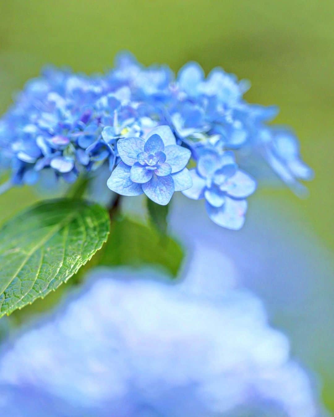 kiccyomuのインスタグラム：「☁️ 2023.06.15 Thu 松戸の紫陽花寺  #本土寺 では #紫陽花 が見頃 八重の花びらが素敵です📸  この日は天気も良く ちょっと蒸し蒸し💦 花菖蒲は終盤でした😅  location #千葉 ❣️ 📷撮影 2023年6月13日」