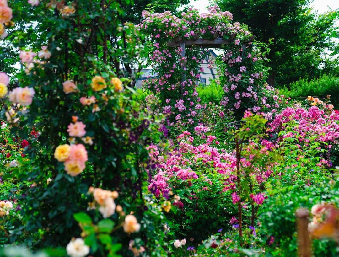 poroco（ポロコ）さんのインスタグラム写真 - (poroco（ポロコ）Instagram)「花とスイーツに癒される「ロイズ ローズガーデン」🌹✨  ロイズ本社をはじめ、3か所にある「ロイズ ローズガーデン」が6月中旬～7月上旬ころに花の見ごろを迎えます✨ 様々なバラや宿根草が咲くガーデンを散策した後は、隣接のショップでスイーツを楽しめるのも◎。  🌹ロイズ ローズガーデンあいの里 ＜写真1～3枚目＞ 敷地面積13,000㎡を有する「ロイズ」で一番大きなガーデン✨ 広大な敷地は、バラ500種類以上、宿根草約3,000種類で美しく彩られ、まるで別世界へ来たよう。 園内にはベンチやドリンクの自動販売機もあるので、休憩しながらゆっくり散策できる。 ロイズあいの里公園店向かいにあるので、ガーデンを楽しんだ後は、「ロイズあいの里公園店」でスイーツを楽しんで😊  ●ロイズ ローズガーデンあいの里 住所　札幌市北区あいの里4条9丁目1-1（ロイズ本社敷地内） 交通　JR「あいの里公園駅」から約8分 営業　9：00～17：30 休み　不定 開園期間：～9月上旬頃まで 入場：無料  🌹ロイズ ローズガーデン上江別 ＜写真4・5枚目＞ ハート型のフォトスポットが可愛らしい、バラ約150種類、宿根草約800種類が楽しめるガーデン。 ガーデンを散策できるのはもちろん、隣接する「ロイズ上江別店」のイートインスペースからもガーデンを楽しめます♪  ●ロイズ ローズガーデン上江別 住所　江別市上江別437-15（ロイズ上江別店敷地内） 交通　JR「高砂駅」からすぐ 営業　9：00～19：00 休み　なし 開園期間：～9月上旬頃まで 入場：無料  🌹ロイズ ローズガーデンロイズタウン工場 ＜写真6・7枚目＞ 当別町に‘22年夏に完成したガーデン。 街の喧騒を離れたエリアにあり、日常を忘れて美しいバラと宿根草に癒されるスポットです。 バラ約140種類、宿根草約100種類が楽しめ、隣接のショップでは同店限定のパンや、ジャージーミルクのソフトクリームもあります🍦  ●ロイズ ローズガーデンロイズタウン工場 住所　石狩郡当別町ビトエ640-15（ロイズタウン工場敷地内） 交通　JR「ロイズタウン駅」から約7分（無料シャトルバスあり） 営業　9：00～18：00 休み　なし 開園期間：～9月上旬頃まで 入場：無料  ☝️この時期オススメのスイーツ🍫 ・写真8枚目 「ロイズローズチョコレート」３種 計24枚　756円 バラの花をデザインしたチョコレート。クリーミーミルク、ミルク、スイートの３種セット。 ※ロイズ直営店限定、数量限定  ・写真9枚目 「ガトー ブルトン」直径約15cm　1,512円 たっぷりのナッツが香ばしい大判ガレットブルトンヌ。 カンペール焼き皿風のパッケージが可愛いので手みやげにも◎ ※ブルターニュフェア限定品  ・写真10枚目 「ソフトクリーム」 定番人気のソフトクリーム。ローズガーデン隣接店のほか、札幌市内外の複数のお店で提供しています。  ロイズ公式インスタはコチラ @royce_jp   公式サイトはこちら https://www.royce.com/  ローズガーデン情報は、poroco7月号80-81ページでも掲載しているので、ぜひチェックしてね。  #ロイズローズガーデン #rose #rosegarden #roycerosegarden #ローズガーデン #無料 #バラ #ガーデン #ガーデニング #royce #おいしいロイズ #roycechocolate #chocolate #生チョコ #ロイズチョコレート #チョコレート #チョコ #スイーツ #花 #札幌 #sapporo #hokkaidotrip #北海道 #お庭 #フォトスポット #ソフトクリーム #ベーカリー #パン #poroco #ポロコ」6月15日 18時00分 - poroco_magazine