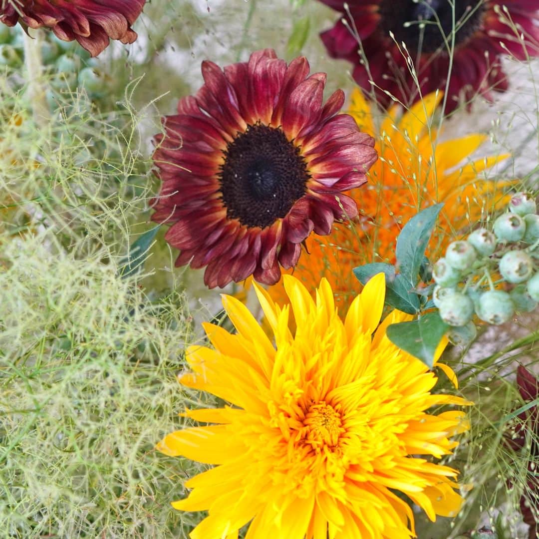 AOYAMA_HANAMOさんのインスタグラム写真 - (AOYAMA_HANAMOInstagram)「色鮮やかで清々しい旬の花々。 ・ 2種類のヒマワリ（明るい黄色の「東北八重」と茶色い「プロカットレッド」）を主役にしたアレンジメント。グリーンのブルーベリーや、スモークツリー、小ぶりなクレマチスなどを合わせ、明るく爽やかな印象に仕上げました。 ・ 八重咲きのヒマワリは、中央の小花（筒状花）を大きく咲くように改良した品種です。茶色のヒマワリは流通量がたいへん少なく、青山花茂でもオーダーがない限りなかなか入荷がありません。それでも魅力的な色合いからか、じわじわと人気が高まっています。 ・ これからは、さまざまな種類のヒマワリが生花店に並ぶ季節。ぜひ、皆さまもお楽しみください。 - - - #aoyamahanamo #青山花茂 #お花のある生活 #花が好きな人と繋がりたい #花を贈ろう #花のある暮らし #花のあるくらし #花のある日常 #癒しの花 #季節の花 #旬の花 #花とおうち時間 #花贈り #フラワーギフト #花の贈り物 #向日葵 #ヒマワリ #ひまわり #東北八重 #プロカットレッド #スモークツリー #ブルーベリー #クレマチス #アレンジメント #おまかせアレンジメント #青山花茂おまかせアレンジメント」6月15日 18時00分 - aoyama_hanamo