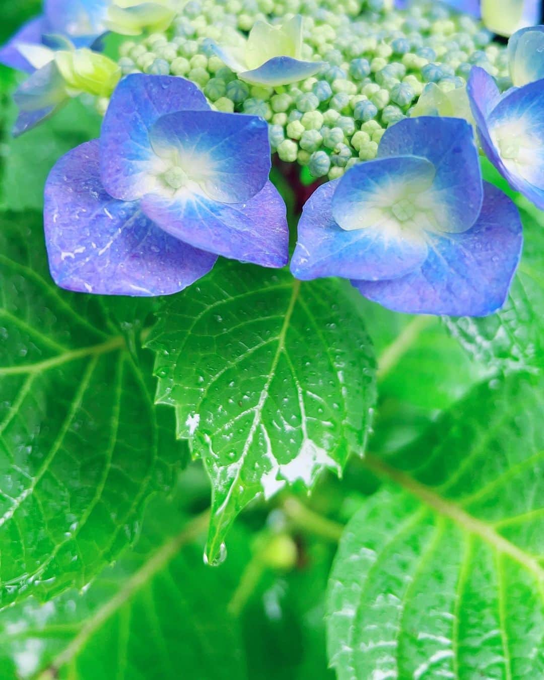小西真奈美さんのインスタグラム写真 - (小西真奈美Instagram)「満開の紫陽花もきれだけれど、 これからの紫陽花も大好きです。  雫がアートの様。  森林浴の最中に見つけた紫陽花☺️  The droplets on the hydrangea flower look art and are beautiful. I found it during a Shinrin-yoku.  #森林浴 #shinrinyoku  #雨 #雫 #紫陽花 #アート #☔️」6月15日 18時11分 - manami.official