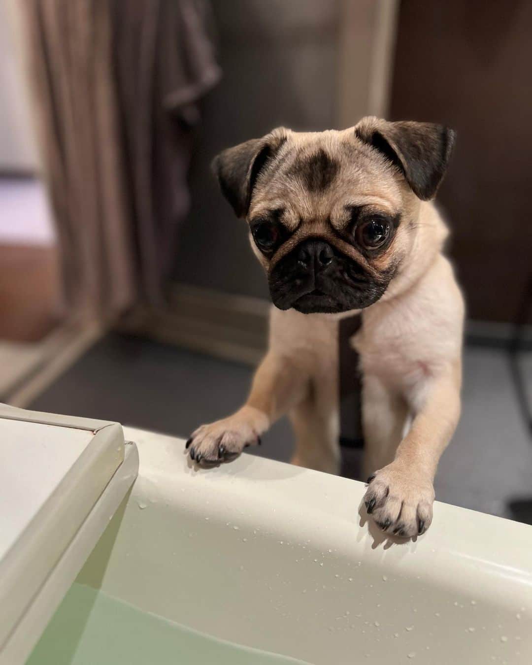 やついいちろうさんのインスタグラム写真 - (やついいちろうInstagram)「今日のこはだと私  風呂に覗きに来る  #pug #pugs #puglife #puglove #パグ #パグスタグラム #うちの犬がおじいちゃんになっちゃった」6月16日 0時10分 - yatsuiichiro