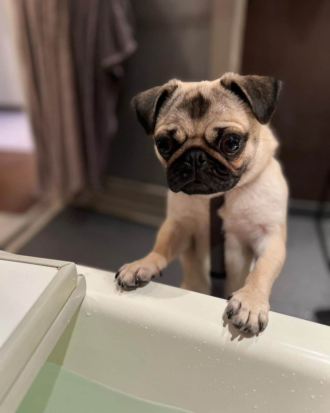 やついいちろうのインスタグラム：「今日のこはだと私  風呂に覗きに来る  #pug #pugs #puglife #puglove #パグ #パグスタグラム #うちの犬がおじいちゃんになっちゃった」