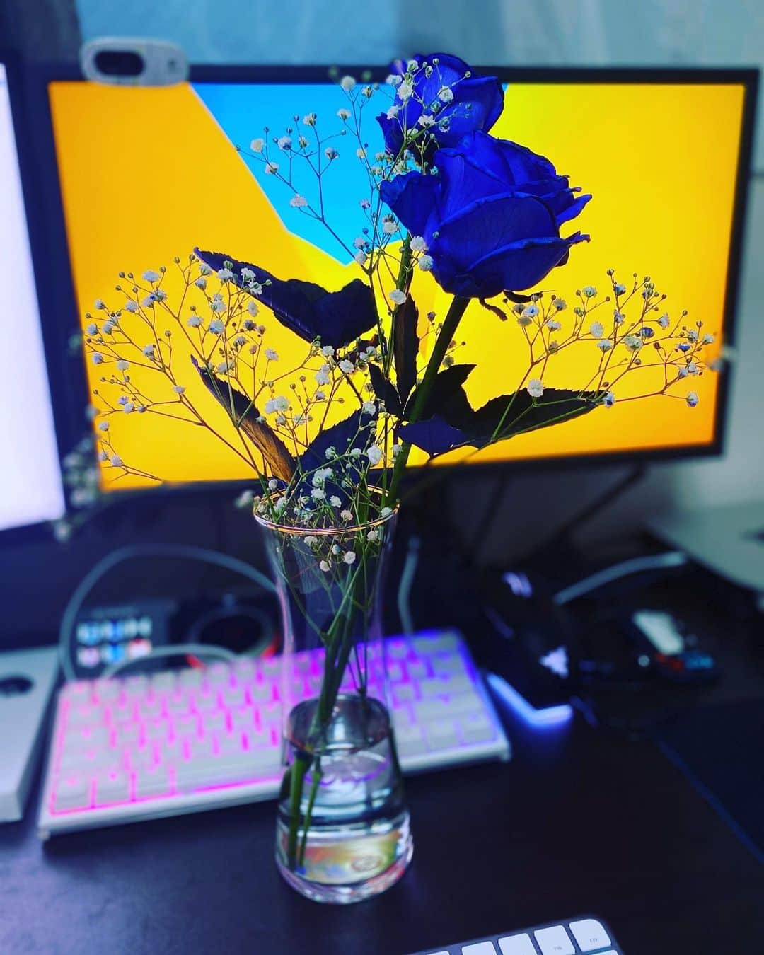 なおきりのインスタグラム：「リスナーさんから青薔薇頂きました🌹 前々からずっと生で見てみたいと思ってたものがついに見ることが出来ました✌️  家に花瓶なかったので急いで買いに行きました めちゃくちゃ綺麗すぎる」