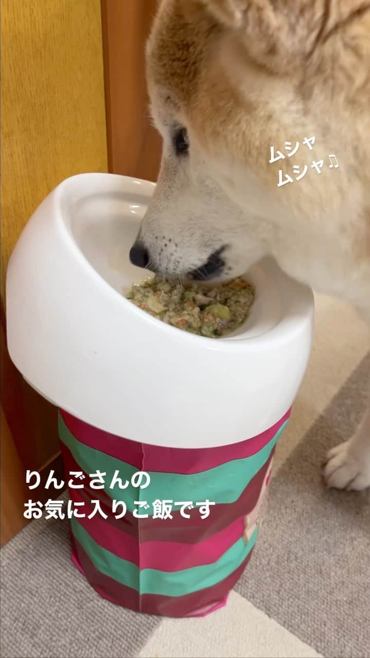 meekooのインスタグラム：「りんごさん、食欲モリモリです😊🍎 これから暑くなるからたくさん栄養をつけておかないとね💪🏻 飼い主も気をつけよう😅」