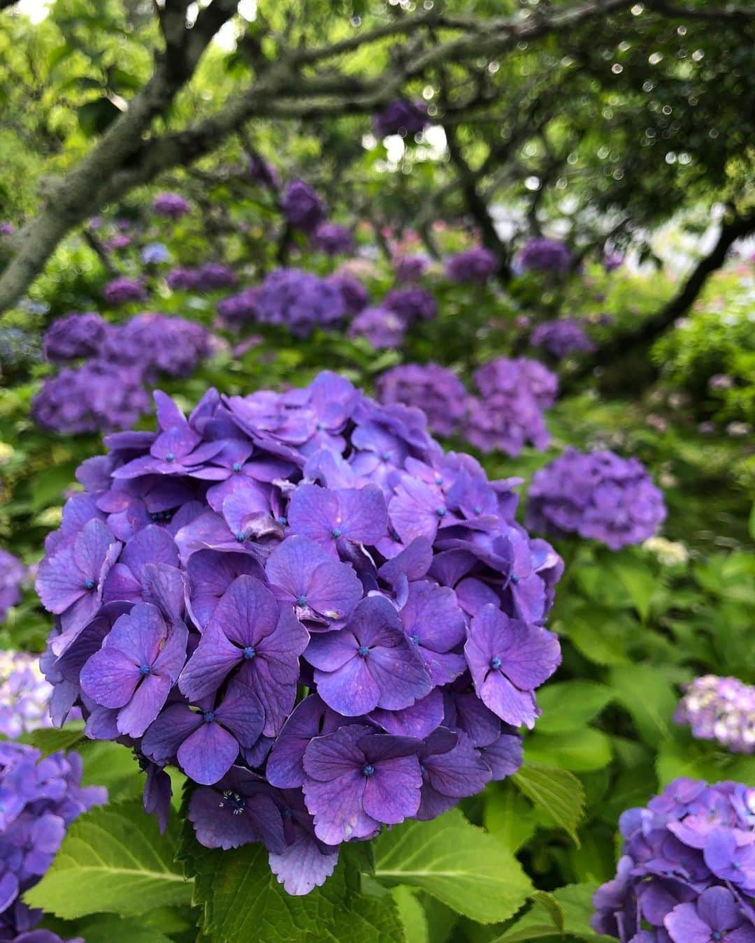 望木聡子さんのインスタグラム写真 - (望木聡子Instagram)「じめじめを少し晴らせるかな？ ときめきをシェア💠  #三河のあじさい寺 と呼ばれる #本光寺。 参道も境内も #あじさい で満たされています。  色鮮やかな がくの一枚一枚はまるでドロップのよう…🍬 わりと身近な花のはずなのに その数の多さから非日常を味わえました。  ハートの形のあじさいも見っけ！  #愛知県 #幸田町 #紫陽花 #本光寺紫陽花まつり #あじさい寺 #花 #flowers #満開 #プライベート #ハーフアップ #アナウンサー衣装 #アナウンサーコーデ #メーテレ #アナウンサー #メーロメロアンバサダー #望木聡子」6月15日 19時06分 - satoko_mochiki