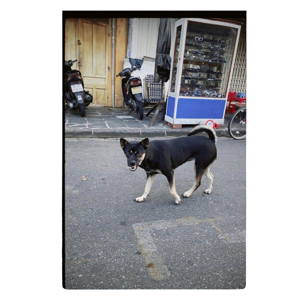 岩崎拓馬のインスタグラム：「🐕🐕🐕🐕 . . ベトナムにはたくさんワンコが いたんだけれども  すんごい口曲がってますけどw  （全然威嚇はされてない）  なんだか気に入った写真。 . . #ベトナム放浪記 #happytime」