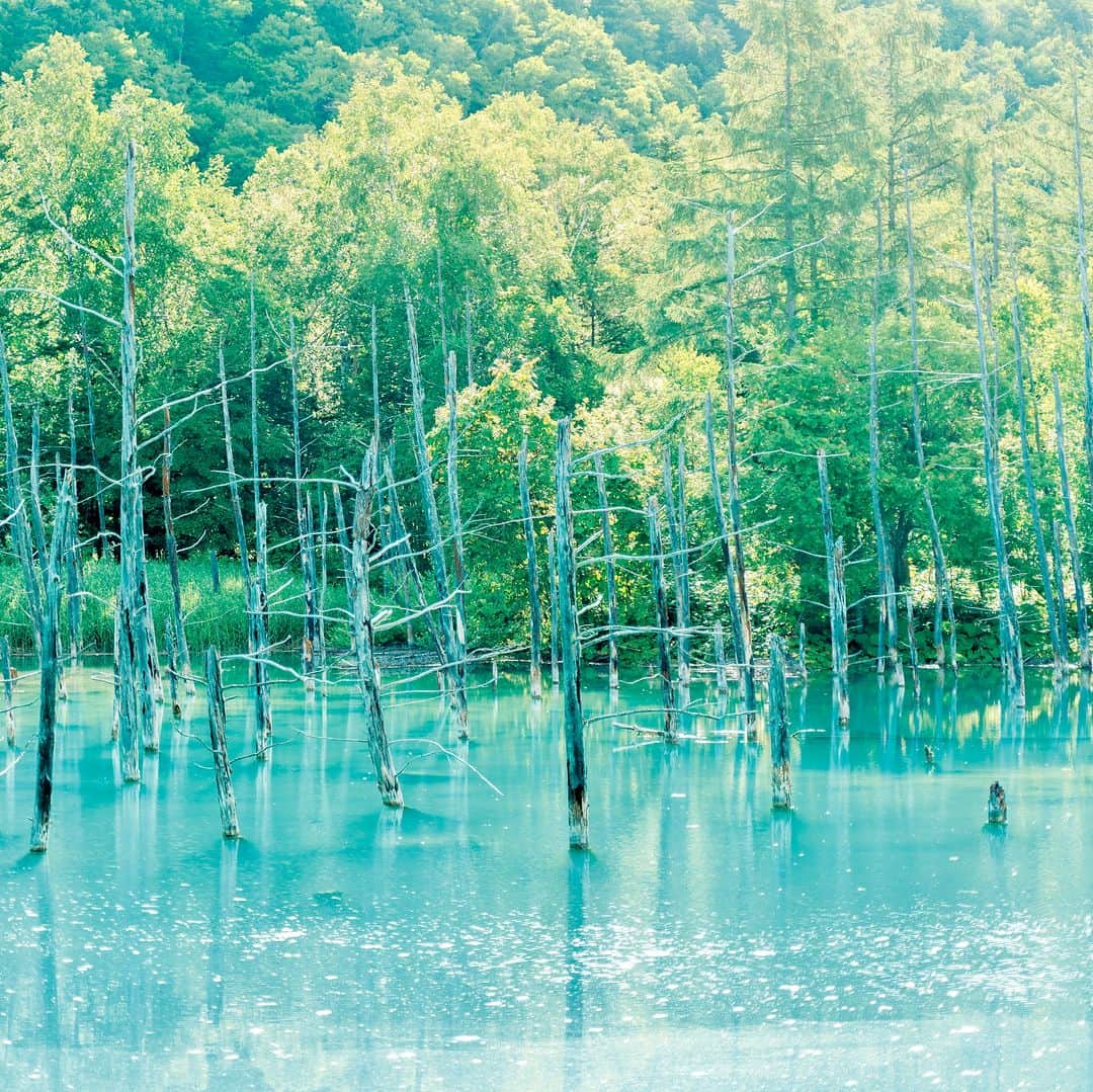 ことりっぷさんのインスタグラム写真 - (ことりっぷInstagram)「神秘的な美しさに見とれてしまう、ミルキーブルーの湖面「白金 青い池」  北海道・美瑛にある「白金 青い池」は、立ち枯れたカラマツと美しいブルーの湖面の幻想的な雰囲気が、多くの人を魅了しています。  乳白色がかったブルーやグリーンなど、季節や天候によって色が変化して見える湖面は、夏のブルーがいちばん美しいと言われていますよ。  白樺の遊歩道から青い池を眺めに、北海道へ旅しませんか？ ----- #白金青い池 -----  発売中のことりっぷMagazine夏号のテーマは「日本の美しい町」。 青い池や花畑など、絵になる風景が広がる夏の美瑛をご紹介しています。  #ことりっぷ #ことりっぷマガジン #北海道 #美瑛 #美しい町 #cotrip #hokkaido #biei  #visitjapan」6月15日 19時00分 - cotrip_official