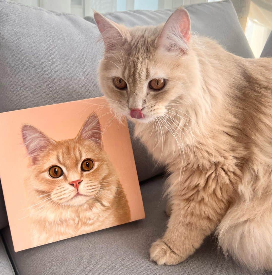 ゆうめろさんのインスタグラム写真 - (ゆうめろInstagram)「ノアたん初の肖像画👩‍🎨🐈💕 ・ ずっと届くの楽しみにしてました✨ 可愛すぎて見てるだけで癒されます🤤💭  素敵な作品をありがとうございました💐 @draw_pet8 🐱❣️ ・ #サイベリアン #猫のいる生活  #油絵 #肖像画  #似顔絵オーダー」6月15日 19時32分 - yk.o0