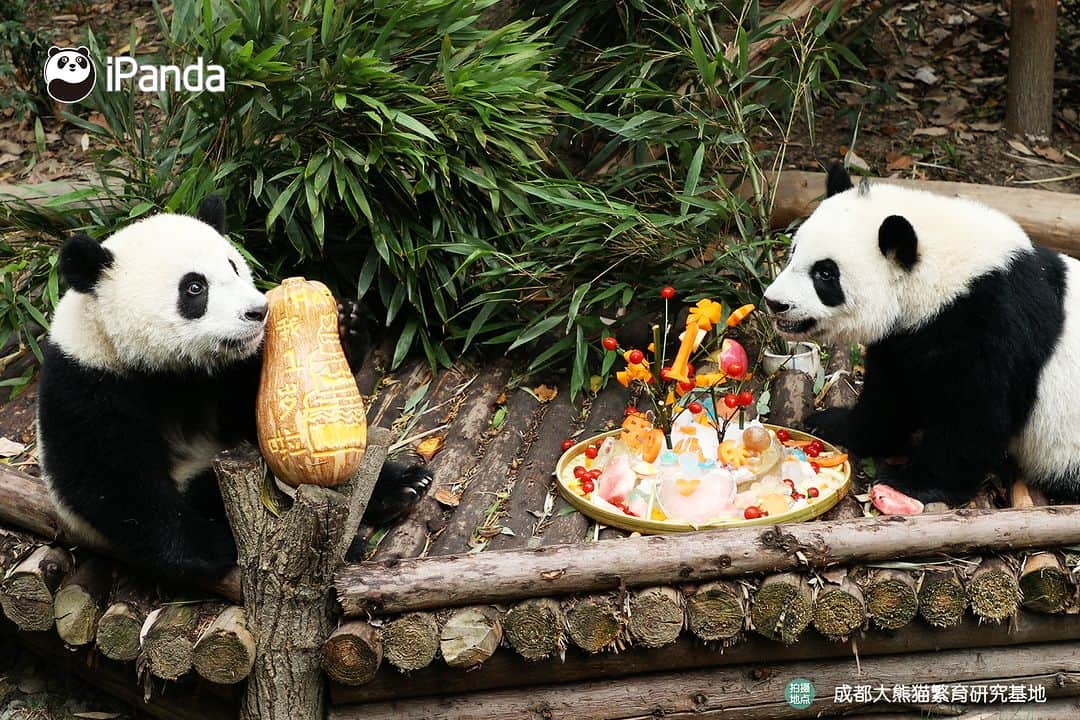 iPandaさんのインスタグラム写真 - (iPandaInstagram)「Happy birthday, Jiao Yi and Zhi Yu. Wish you abundant happiness and love! 🧡💛 🐼 🐼 🐼 #Panda #iPanda #Cute #PandaPic #ChengduPandaBase #BestJobInTheWorld  For more panda information, please check out: http://en.ipanda.com」6月15日 19時45分 - ipandachannel