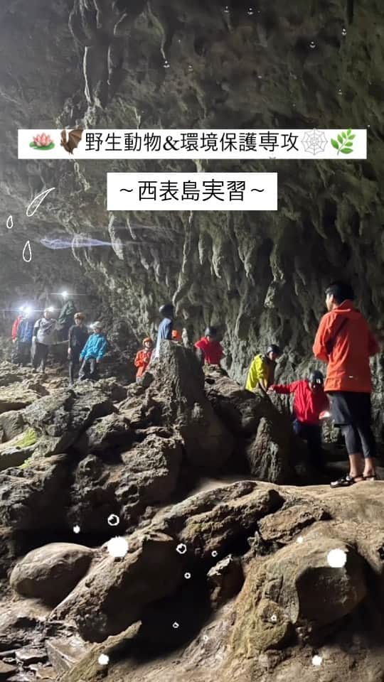 のインスタグラム：「. 🪸🌝野生動物&環境保護専攻🌴🪶  野生の西表島実習にやって来ました〜！！  鍾乳洞散策は途中で大雨に、、🌧️💦 大雨がむしろ楽しいくらい元気いっぱいで活動中です！💫 大阪ECOの卒業生2人もガイドをしてくれました🪨🥾🪖  カヌーでマングローブを見た後はビーチクリーンの時間です！🏞️🏝️✨✨ マングローブ林のゴミ拾いをしたのですが、 本当にたーーっくさんのゴミが落ちていました💦🥲  まだまだ学生たちは実習の真っ最中！🏃🏻‍♂️🏃🏻 最終日まで怪我なく元気に乗り切ってね〜〜☀️🍀✊🏻✊🏻  #西表島 #西表島実習 #大阪eco動物海洋専門学校#大阪eco  #動物専門学校  #動物飼育 #動物園 #水族館 #飼育員 #ドルフィントレーナー #アクアリスト #動物看護師 #トリマー #ドッグトレーナー#動物好きと繋がりたい#犬好きと繋がりたい #動物園・水族館&テクノロジー専攻 #eco自然環境クリエーター専攻 #ペットマネジメント&ホスピタリティ専攻 #動物園・動物飼育専攻 #水族館アクアリスト専攻 #ドルフィントレーナー専攻専攻 #動物看護師専攻 #ペットトリマー&エステティシャン専攻 #ドッグトレーナー専攻」