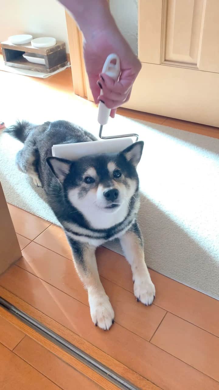 吾子のインスタグラム：「・ ・ ・ コロコロ🐶✨最近抜け毛がすごい💦 ・ ・ 北海道にも夏が来ますよー☀️ ・ ・ ・ ・ ・ ・ ・ ・ ・ ・ ・ ・ #換毛期  #あこわんは毛が細くてやわらかいよ🐶❤️ #sapporo  ・ 北海道の柴犬 #柴北会 の皆ワン🐶暑い日は水いっぱい飲もう〜🐶✨ ・ #adorable #instadog#shibainu#dog#柴犬ライフ #instashiba#柴犬マニア #9gag #barked #kuroshiba#socute #cutedog#いぬのきもち #黒柴 #dogstagram_japan」