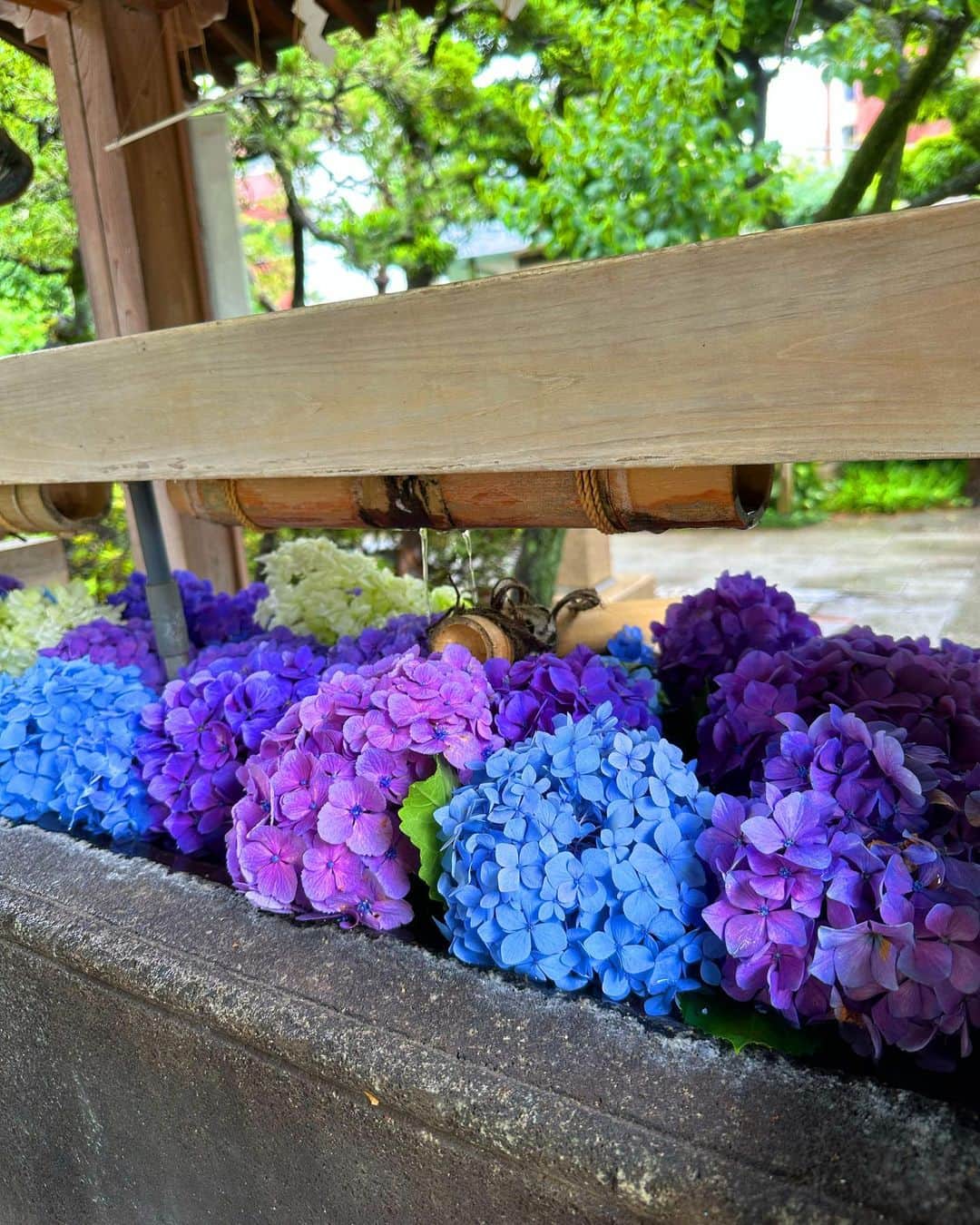 葉月ゆめさんのインスタグラム写真 - (葉月ゆめInstagram)「梅雨の時期の楽しみ 🪻  紫陽花はなんと！ 3000種以上あるそう。  ハートの形を見つけたり とても色鮮やかな紫陽花だったり 「苦手だと思った梅雨もなかなか良いものだな〜」と 今年は楽しんでいます ☺️  ふらっと寄ってみた神社の手水舎に たくさんの紫陽花が浮かべられていて あまりにも綺麗でしばらく眺めていました。 調べてみたら「花手水」というらしい ✨  雨が降っているとついつい篭りがちですが外に出てみるのも色々発見があり楽しい事に気付きました ♡」6月15日 20時40分 - yume_hazuki
