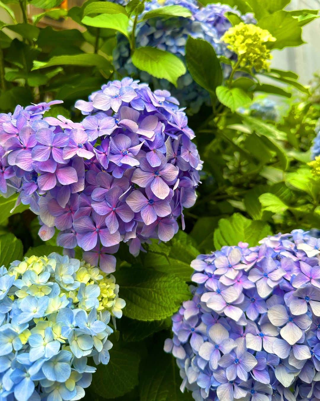 葉月ゆめさんのインスタグラム写真 - (葉月ゆめInstagram)「梅雨の時期の楽しみ 🪻  紫陽花はなんと！ 3000種以上あるそう。  ハートの形を見つけたり とても色鮮やかな紫陽花だったり 「苦手だと思った梅雨もなかなか良いものだな〜」と 今年は楽しんでいます ☺️  ふらっと寄ってみた神社の手水舎に たくさんの紫陽花が浮かべられていて あまりにも綺麗でしばらく眺めていました。 調べてみたら「花手水」というらしい ✨  雨が降っているとついつい篭りがちですが外に出てみるのも色々発見があり楽しい事に気付きました ♡」6月15日 20時40分 - yume_hazuki