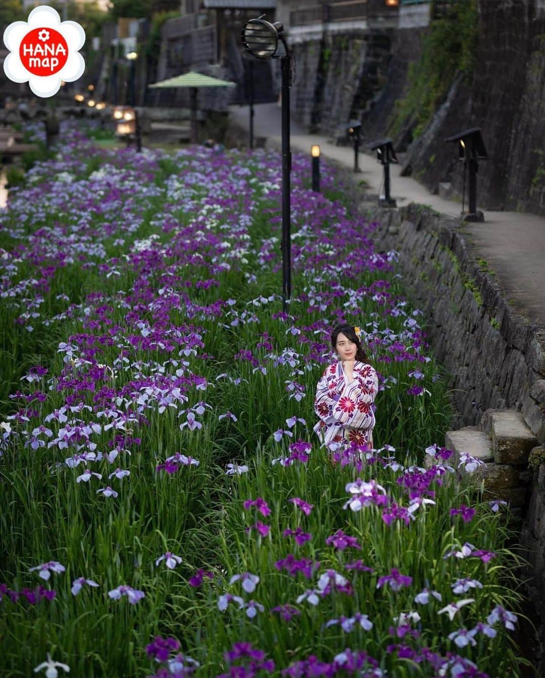 はなまっぷ❁日本の花風景のインスタグラム：「🌸はなまっぷ🌸 *  hunterseiichiさんの 花のある風景に花まるを💮 * 川沿いを歩きたくなるしっとりとした花菖蒲をありがとうございます。 * #熊本　#高瀬裏川水際緑地公園 Takase Urakawa Brink Green Park, Kumamoto Pref * 花菖蒲の花言葉 うれしい知らせ、優しい心 * #はなまっぷ #日本の美しい花風景#花のある風景#花#花言葉 #高瀬裏川#高瀬裏川花しょうぶまつり#花しょうぶ#花菖蒲#玉名市#花菖蒲#ハナショウブ * いつも素敵なお花をありがとうございます😊 ※見頃が過ぎている花、終わっている花もご紹介させていただいています。 * 🌸••••••お知らせ••••••🌸 * 花風景検索サイト　はなまっぷ https://hanamap.com 🔍「はなまっぷ」または @hanamap プロフィール欄から ぜひご覧ください * 📖🌸📖🌸📖🌸📖🌸📖 四季の花々を訪ねていきたい にっぽんの花地図 好評発売中📘 📖🌸📖🌸📖🌸📖🌸📖」