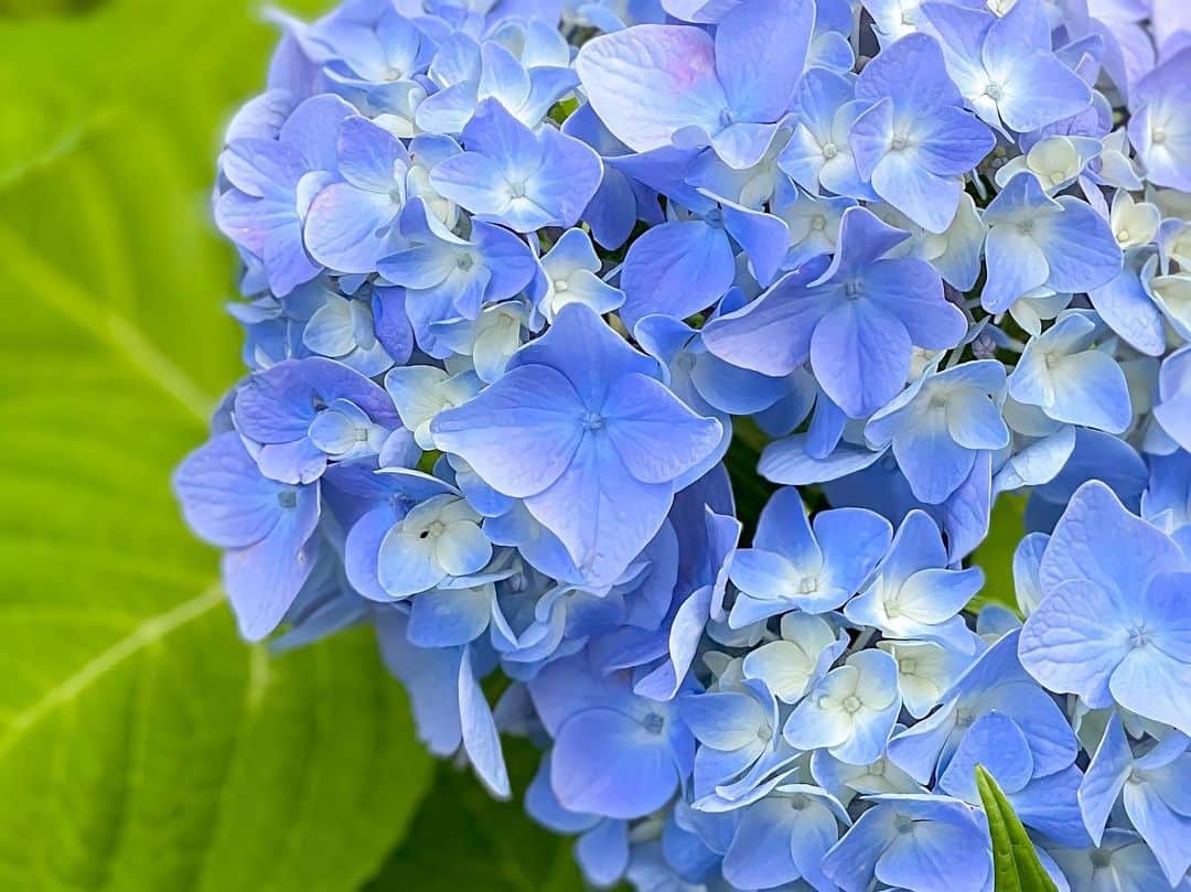 みゆこのインスタグラム：「落ち着く😮‍💨💠 癒される💭  …この色の紫陽花が1番好き🥰  なんて思ってたら綺麗に撮れた🤭  #6月#梅雨#雨の日#紫陽花#あじさい#青い紫陽花#青が好き#癒し#落ち着く#綺麗な色#お花が好き#接写#花を愛でる」