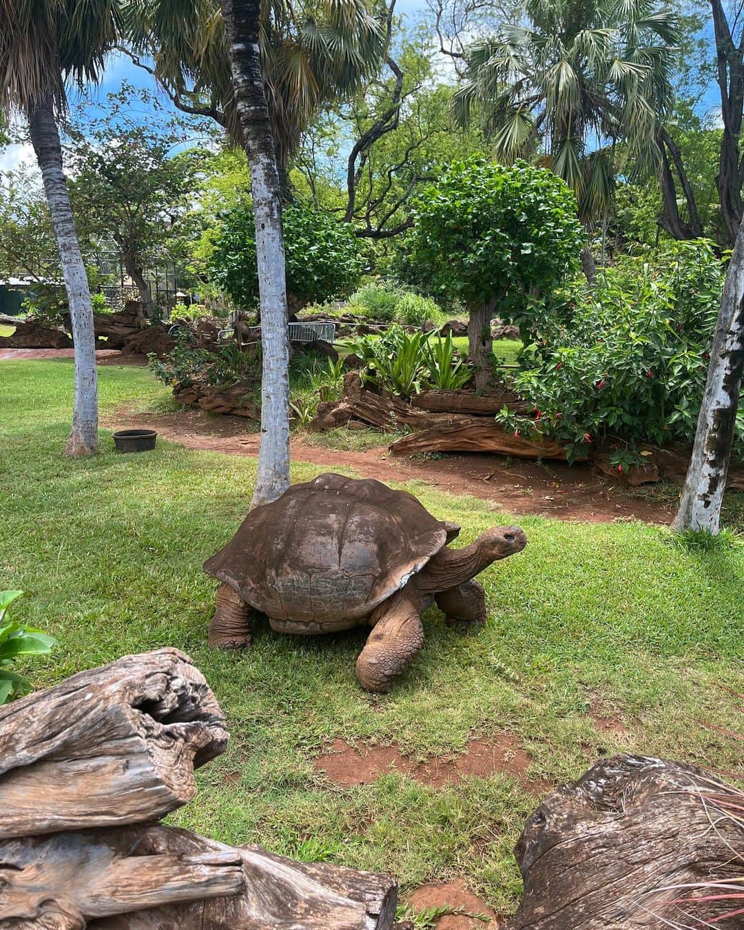 HISANAさんのインスタグラム写真 - (HISANAInstagram)「初めてのHonolulu zoo🐘🐢🦒🦓 色んな動物に会えた🫶 すずちゃんはとくにかめさんとオラウータンがお気に入りでした☺️ ぞうさんよりもぞうさんの💩見て、ずっとpoop！poop！言ってたすずちゃん🤣 動物園なのに全然臭くなくてびっくりした。笑笑  遊具もあってそこで嬉しそうに遊んでたすずちゃん👧🏽🩵 楽しかった〜😘  日本の動物園みたいにめちゃくちゃ坂道とかないからベビーカー押しながらまわりやすかったです◎  ちなみに入園料は  Adults (13+)	$19.00 Children (3-12)	$11.00 Infants (Under 2)	Free  クレジットカード使えました☺️👌  動物園のあとホテルのマイタイバーで飲んだビールほんまにおいしかった…🍻 マイタイバーのトリュフフライ美味しすぎるので絶対食べてほしい🥹🍟  #1歳女の子#1歳7ヶ月#ママライフ#女の子ママ#子育て#育児記録#海外移住#フィリピン移住#フィリピン#マニラ#海外子育て#海外で子育て#ハワイ旅行#子連れハワイ#Honoluluzoo#19months」6月15日 20時56分 - hisana22