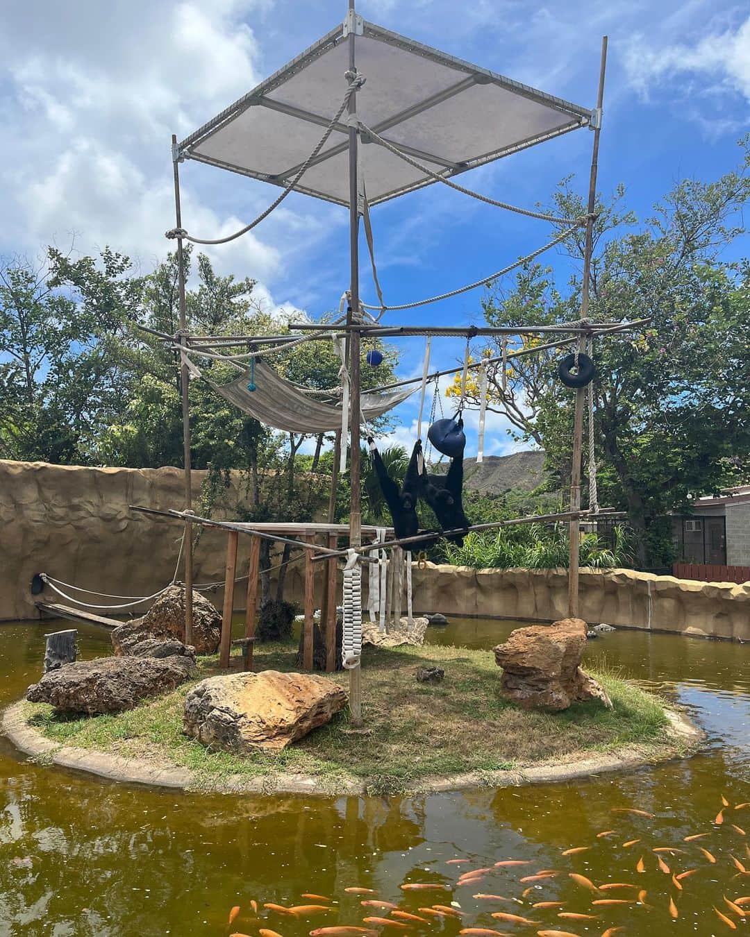 HISANAさんのインスタグラム写真 - (HISANAInstagram)「初めてのHonolulu zoo🐘🐢🦒🦓 色んな動物に会えた🫶 すずちゃんはとくにかめさんとオラウータンがお気に入りでした☺️ ぞうさんよりもぞうさんの💩見て、ずっとpoop！poop！言ってたすずちゃん🤣 動物園なのに全然臭くなくてびっくりした。笑笑  遊具もあってそこで嬉しそうに遊んでたすずちゃん👧🏽🩵 楽しかった〜😘  日本の動物園みたいにめちゃくちゃ坂道とかないからベビーカー押しながらまわりやすかったです◎  ちなみに入園料は  Adults (13+)	$19.00 Children (3-12)	$11.00 Infants (Under 2)	Free  クレジットカード使えました☺️👌  動物園のあとホテルのマイタイバーで飲んだビールほんまにおいしかった…🍻 マイタイバーのトリュフフライ美味しすぎるので絶対食べてほしい🥹🍟  #1歳女の子#1歳7ヶ月#ママライフ#女の子ママ#子育て#育児記録#海外移住#フィリピン移住#フィリピン#マニラ#海外子育て#海外で子育て#ハワイ旅行#子連れハワイ#Honoluluzoo#19months」6月15日 20時56分 - hisana22