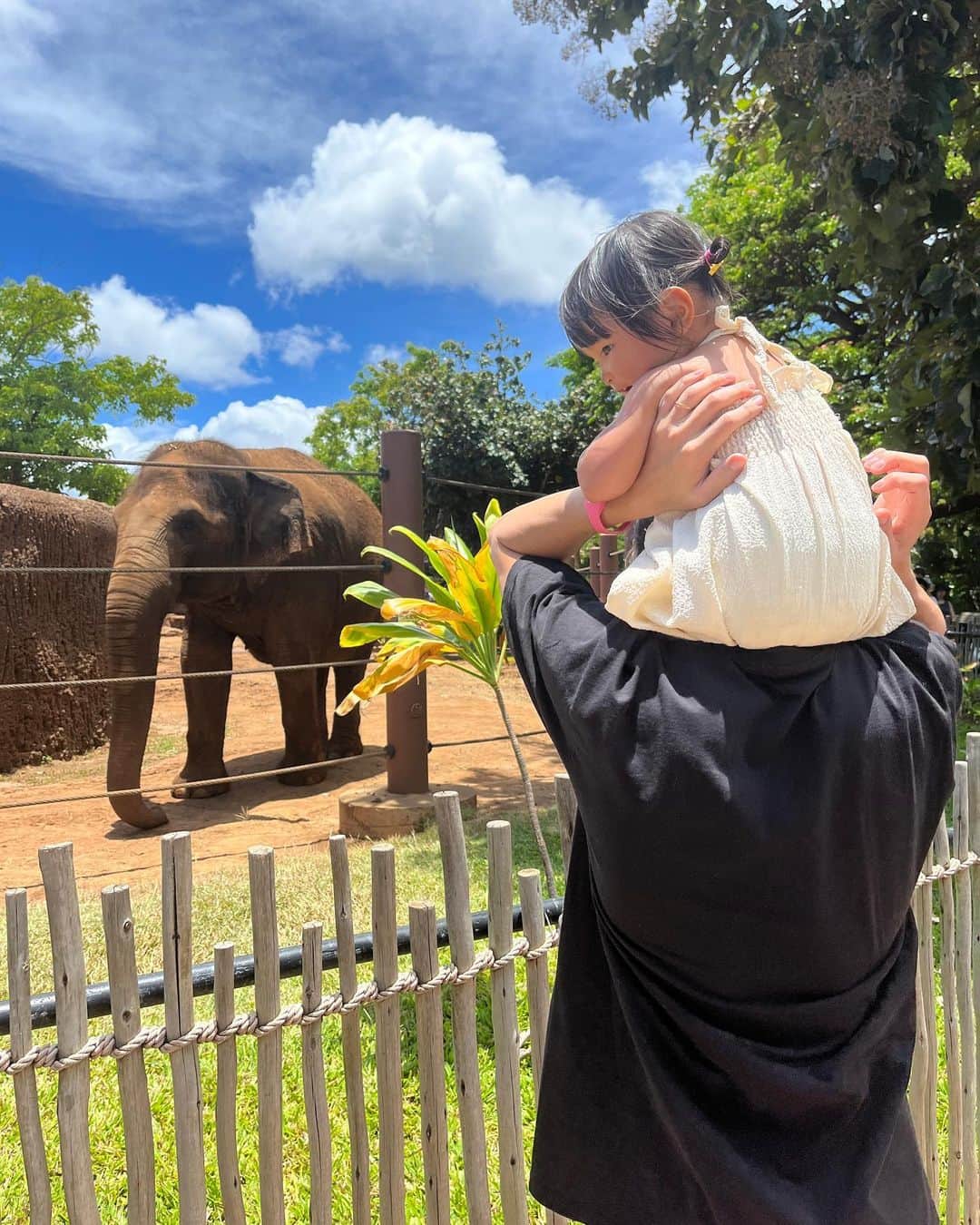 のインスタグラム：「初めてのHonolulu zoo🐘🐢🦒🦓 色んな動物に会えた🫶 すずちゃんはとくにかめさんとオラウータンがお気に入りでした☺️ ぞうさんよりもぞうさんの💩見て、ずっとpoop！poop！言ってたすずちゃん🤣 動物園なのに全然臭くなくてびっくりした。笑笑  遊具もあってそこで嬉しそうに遊んでたすずちゃん👧🏽🩵 楽しかった〜😘  日本の動物園みたいにめちゃくちゃ坂道とかないからベビーカー押しながらまわりやすかったです◎  ちなみに入園料は  Adults (13+)	$19.00 Children (3-12)	$11.00 Infants (Under 2)	Free  クレジットカード使えました☺️👌  動物園のあとホテルのマイタイバーで飲んだビールほんまにおいしかった…🍻 マイタイバーのトリュフフライ美味しすぎるので絶対食べてほしい🥹🍟  #1歳女の子#1歳7ヶ月#ママライフ#女の子ママ#子育て#育児記録#海外移住#フィリピン移住#フィリピン#マニラ#海外子育て#海外で子育て#ハワイ旅行#子連れハワイ#Honoluluzoo#19months」