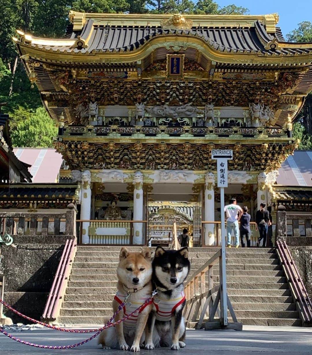 豆柴なつ&ふゆのインスタグラム