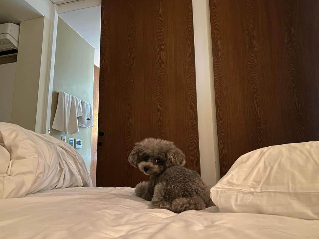 里彩さんのインスタグラム写真 - (里彩Instagram)「愛する家族のシェリ🐩🤍 大好きだよ〜って毎日伝えてる☺️ 伝わってるといいな🥰  #フォレストヴィレッジ #フォレストヴィレッジ山梨 #ドッグフレンドリー #ドッグフレンドリーホテル #トイプードル女の子 #トイプードルシルバー #トイプードルグレー #犬のいる暮らし #dogfriendly #dogfriendlyholidays #dogfriendlytravel #dogfriendlyhotel #toypoodle #toypoodlelove」6月15日 21時38分 - risa_gram611