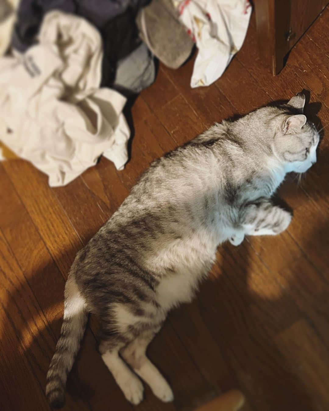 坂本美雨さんのインスタグラム写真 - (坂本美雨Instagram)「旅の余韻投稿していますが、すでに帰国してすっかり日常に戻っておりまして、大量の洗濯物を前に、私の心持ちを表すようなご婦人が落ちております。  #cat #サバ美 #やる気待ち」6月15日 21時53分 - miu_sakamoto