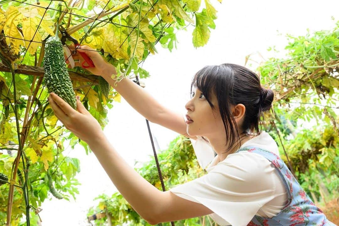 日本テレビ「満天☆青空レストラン」さんのインスタグラム写真 - (日本テレビ「満天☆青空レストラン」Instagram)「🏖  今週の青空レストランは  ゲストの桜井日奈子さんと  沖縄県うるま市で育てられている 沖縄伝統の野菜「ゴーヤー🥒」＆「島らっきょう🌱」 そして、日本ではまだ希少な「アップルバナナ🍌」 をご紹介します！！  桜井日奈子さん ゴーヤーのゴツゴツした姿が あるものに見えてくるようです🤭  そして収穫したての 生のゴーヤーを試食！！ 大輔さんの顔に注目です😆  是非ご覧ください🌈  #満天青空レストラン #青空レストラン #青空 #青レス #満天 #宮川大輔 #大ちゃん #うまい　#レシピ #日テレ #日本テレビ #沖縄県　#沖縄　#うるま市 #ロケ　#島野菜　#野菜　#島やさい #ゴーヤー　#島らっきょう　#アップルバナナ #桜井日奈子 #サッポロ　#サッポロで乾杯」6月16日 9時16分 - aozora_official