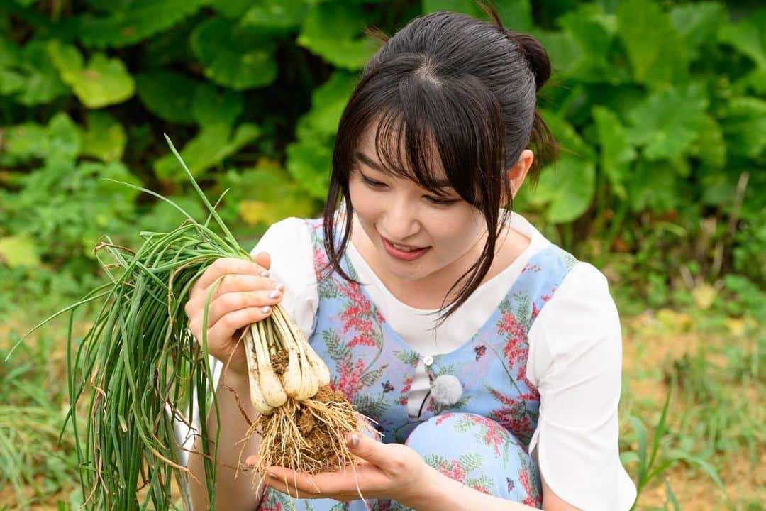 日本テレビ「満天☆青空レストラン」さんのインスタグラム写真 - (日本テレビ「満天☆青空レストラン」Instagram)「🏖  今週の青空レストランは  ゲストの桜井日奈子さんと  沖縄県うるま市で育てられている 沖縄伝統の野菜「ゴーヤー🥒」＆「島らっきょう🌱」 そして、日本ではまだ希少な「アップルバナナ🍌」 をご紹介します！！  桜井日奈子さん ゴーヤーのゴツゴツした姿が あるものに見えてくるようです🤭  そして収穫したての 生のゴーヤーを試食！！ 大輔さんの顔に注目です😆  是非ご覧ください🌈  #満天青空レストラン #青空レストラン #青空 #青レス #満天 #宮川大輔 #大ちゃん #うまい　#レシピ #日テレ #日本テレビ #沖縄県　#沖縄　#うるま市 #ロケ　#島野菜　#野菜　#島やさい #ゴーヤー　#島らっきょう　#アップルバナナ #桜井日奈子 #サッポロ　#サッポロで乾杯」6月16日 9時16分 - aozora_official