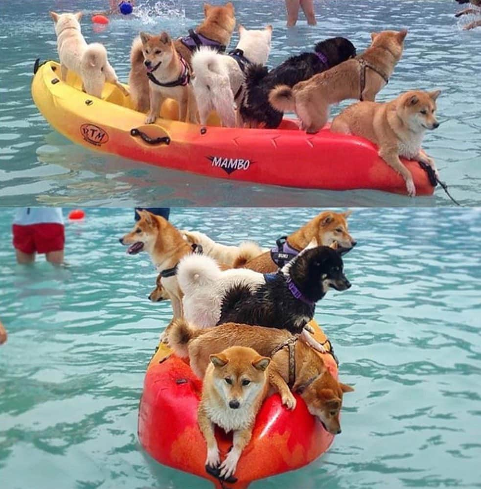 柴スナップのインスタグラム：「Shiba's boat😍 @hana.shiba.inu from Spain🇪🇸  柴ボート可愛すぎ😫💕 #shibasnaparchives 2016.6.26」