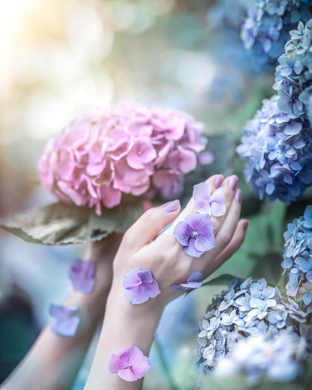ももせゆきのインスタグラム：「💠🌿‬ ܸ💠🌿‬ ܸ💠🌿‬ ܸ💠🌿‬ ܸ 紫陽花の季節に撮ったずっとお気に入りの写真💗  手につけてるのはお花屋さんで購入した紫陽花です 💠🌿‬ ܸ💠🌿‬ ܸ💠🌿‬ ܸ💠🌿‬ ܸ  手のモデルはしゃぼんさん @shabon   ・  #あじさい #紫陽花 #アジサイ  #はなまっぷ  #flower_special_  #私の花の写真  #ojo_flowers  #daily_photo_jpn  #team_jp_ #japan_daytime_view #genic_mag #IGersJP #retrip_nippon #hubsplanet  #カメラ女子 #カメラ好きな人と繋がりたい #ファインダー越しの私の世界 #tokyocameraclub  #タビジョ#art_of_japan_ #hellofrom #whim_member #japan_of_insta#写真撮ってる人と繋がりたい#beautifuldestinations #canon_photos  #thetunneloflove #lovers_nippon  #art_of_japan_」