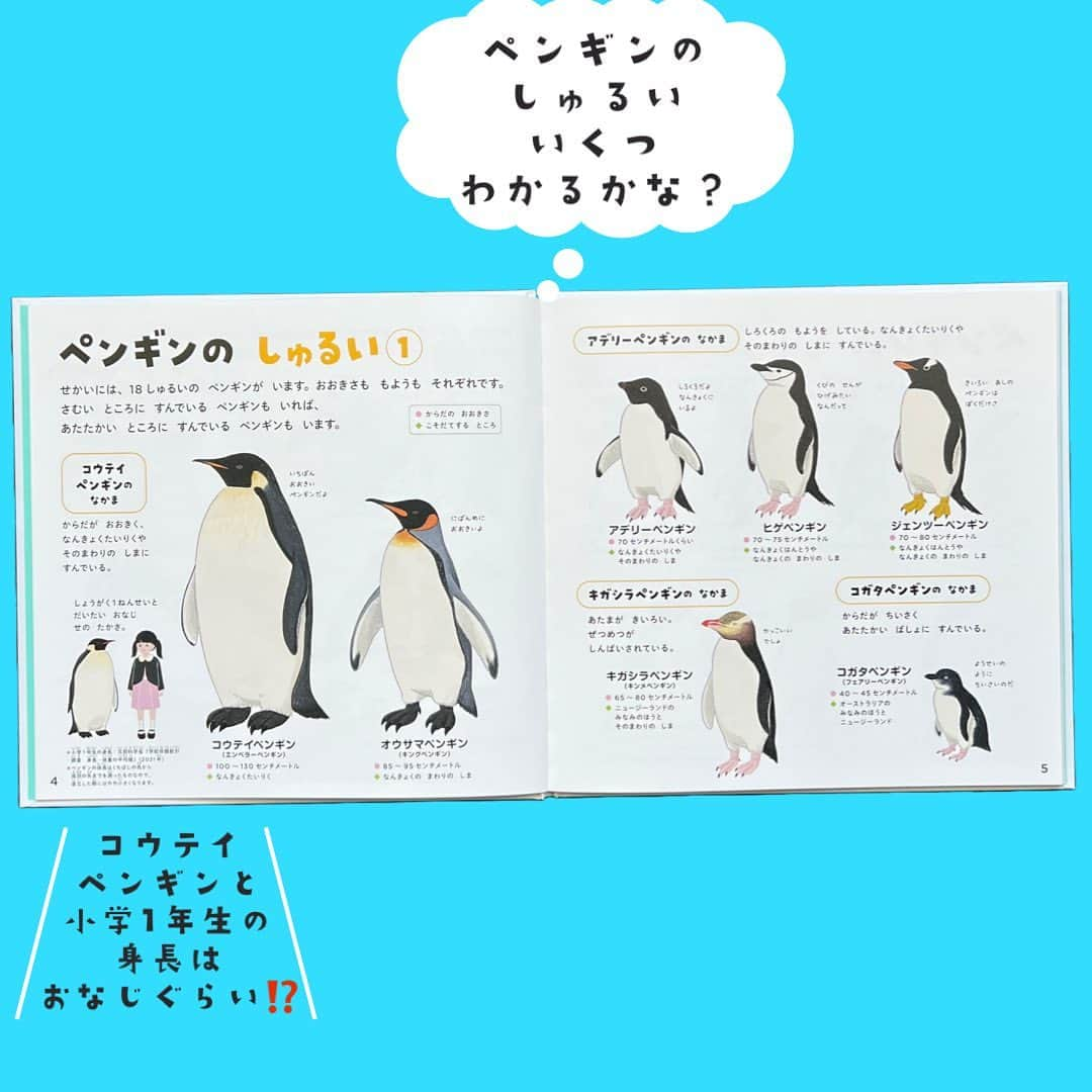 学研ゼミ【公式】さんのインスタグラム写真 - (学研ゼミ【公式】Instagram)「＼新発売／かわいくてすごい！ペンギンのひみつ🐧 大好評・学研のえほんずかんに新作登場   ユニークな１テーマを、 絵本のように 温かみがある美しいイラストで、 図鑑のように くわしく知ることができる 新シリーズ「学研のえほんずかん」。   このたび、最新作「 #すもうのずかん 」と 同時に発売されるのが、 こちらの『 #ペンギンのずかん 」です🐧 　 🐧リアルかわいいペンギンのイラスト ペンギン大好きイラストレーター・ #きゅう さんの リアルなイラストが、なんと400点。 よちよちのひなもいっぱいです♪   🐧監修は動物学者の #今泉忠明 先生、 #コウテイペンギン と #オウサマペンギン #フンボルトペンギン と #ケープペンギン など、 似ているペンギンの見分け方も紹介します。   🐧どうして白黒模様なの？ 南極以外にもペンギンはいるの？ など、ペンギンのことが詳しくわかる！ ペンギンの種類全18種を掲載し、 泳ぐ様子、歩く様子、子育てなど さまざまな生態を紹介しています。   かわいいだけじゃない、 実はすごいペンギンの 能力や特徴もわかります💡   この本で ペンギンの特徴をしっかり確認すれば、 #水族館 や #動物園 に行ってみたくなるかも？ ペンギンの生態をくわしく、 そしてとびきりかわいく紹介する一冊です✨   『 #学研のえほんずかん　#ペンギンのずかん』 おすすめの年齢：３歳～６歳 #Gakken #学研の絵本 #絵本 @gakken_ehon」6月16日 8時15分 - gakken_ehon