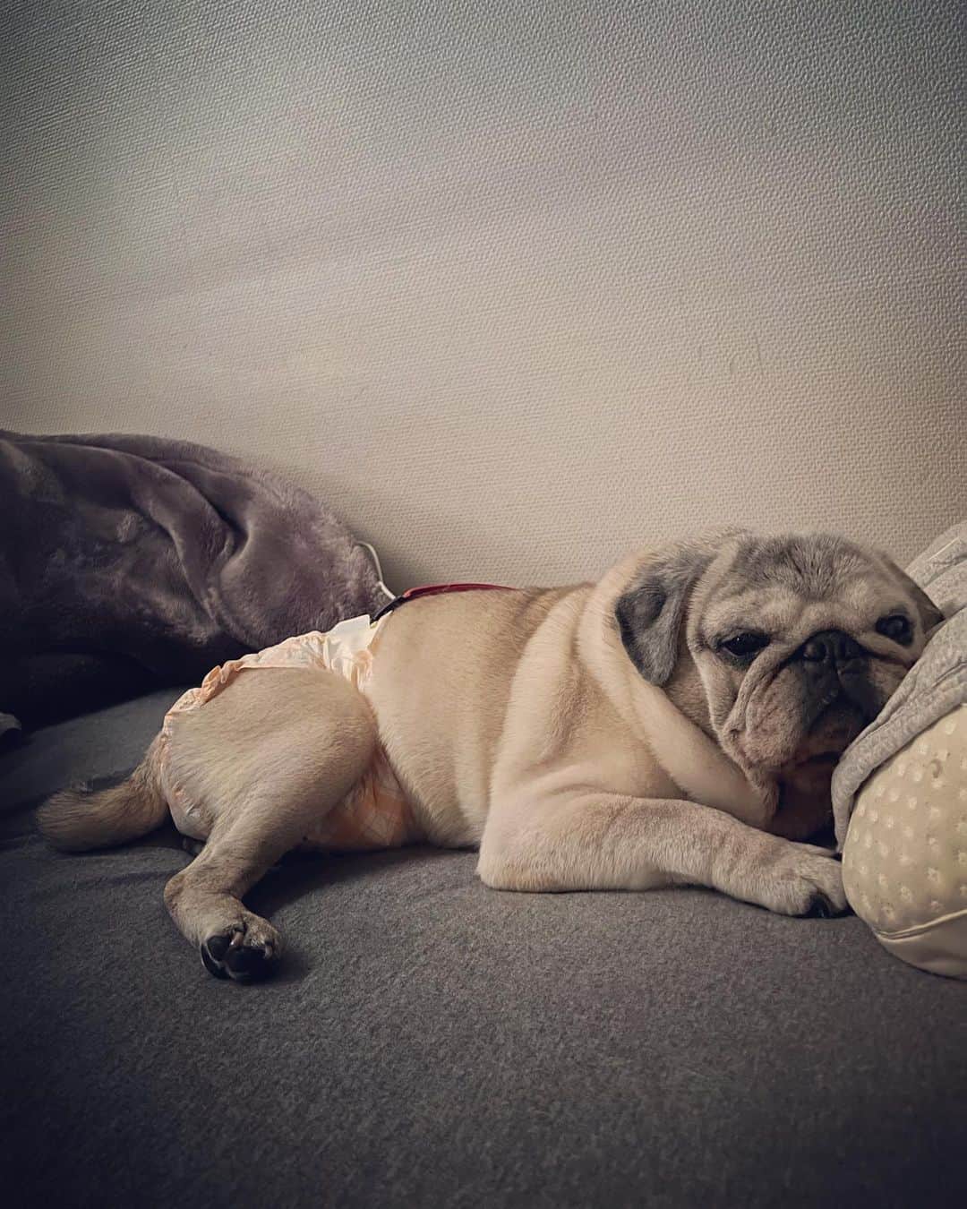 やついいちろうのインスタグラム：「今日のこぶしと私  枕で寝てる。ほぼ人  #pug #pugs #puglife #puglove #パグ #パグスタグラム #うちの犬がおじいちゃんになっちゃった」