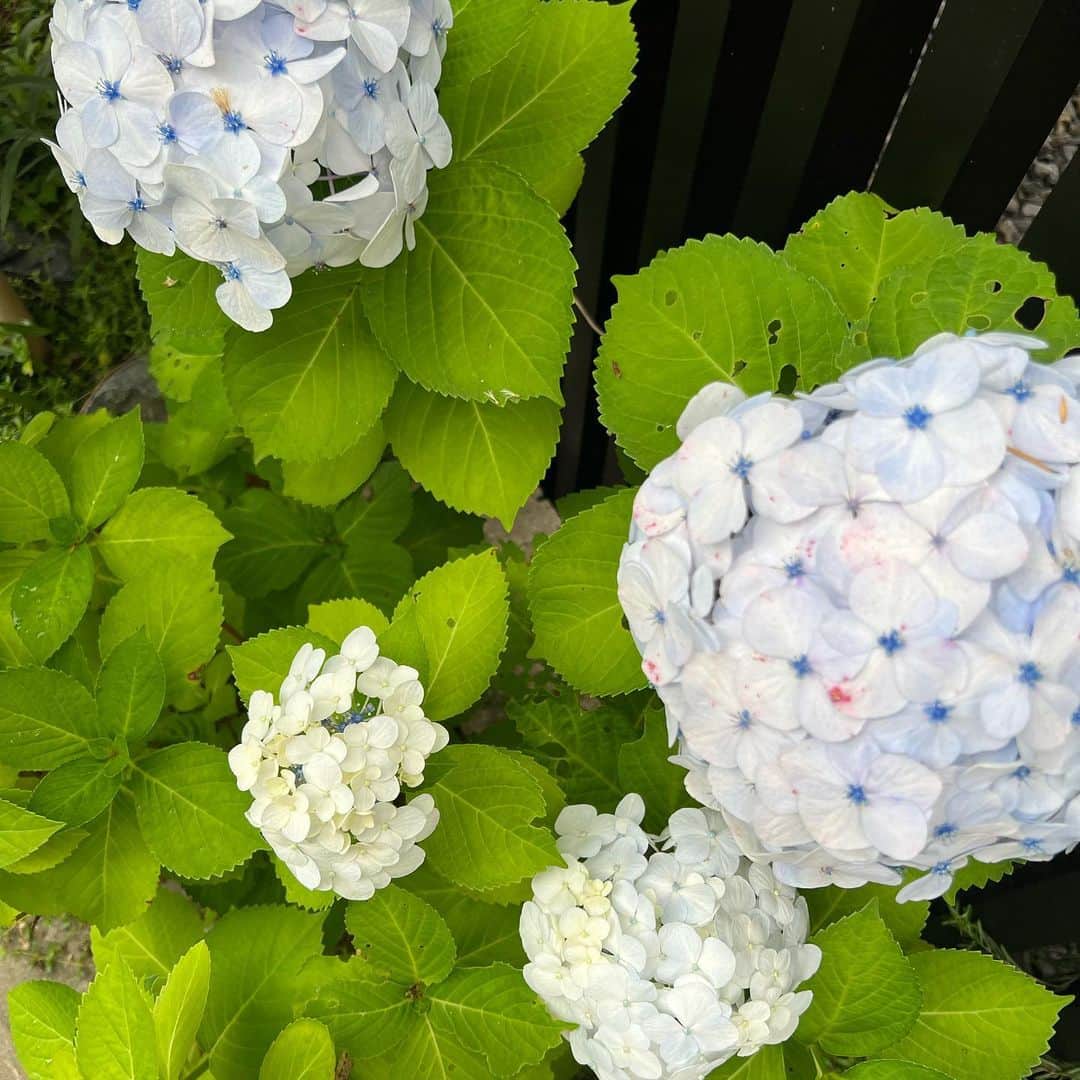 咲和希さんのインスタグラム写真 - (咲和希Instagram)「おはようございます♡ この時期、紫陽花が沢山咲いていて歩くのが楽しいです🚶‍♀️♡」6月16日 8時49分 - kazukiy21