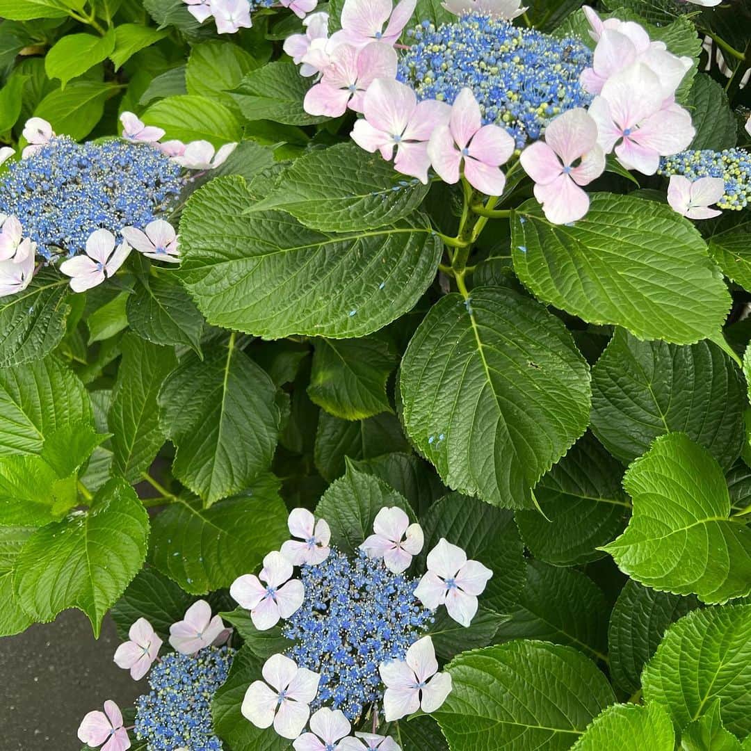 咲和希さんのインスタグラム写真 - (咲和希Instagram)「おはようございます♡ この時期、紫陽花が沢山咲いていて歩くのが楽しいです🚶‍♀️♡」6月16日 8時49分 - kazukiy21