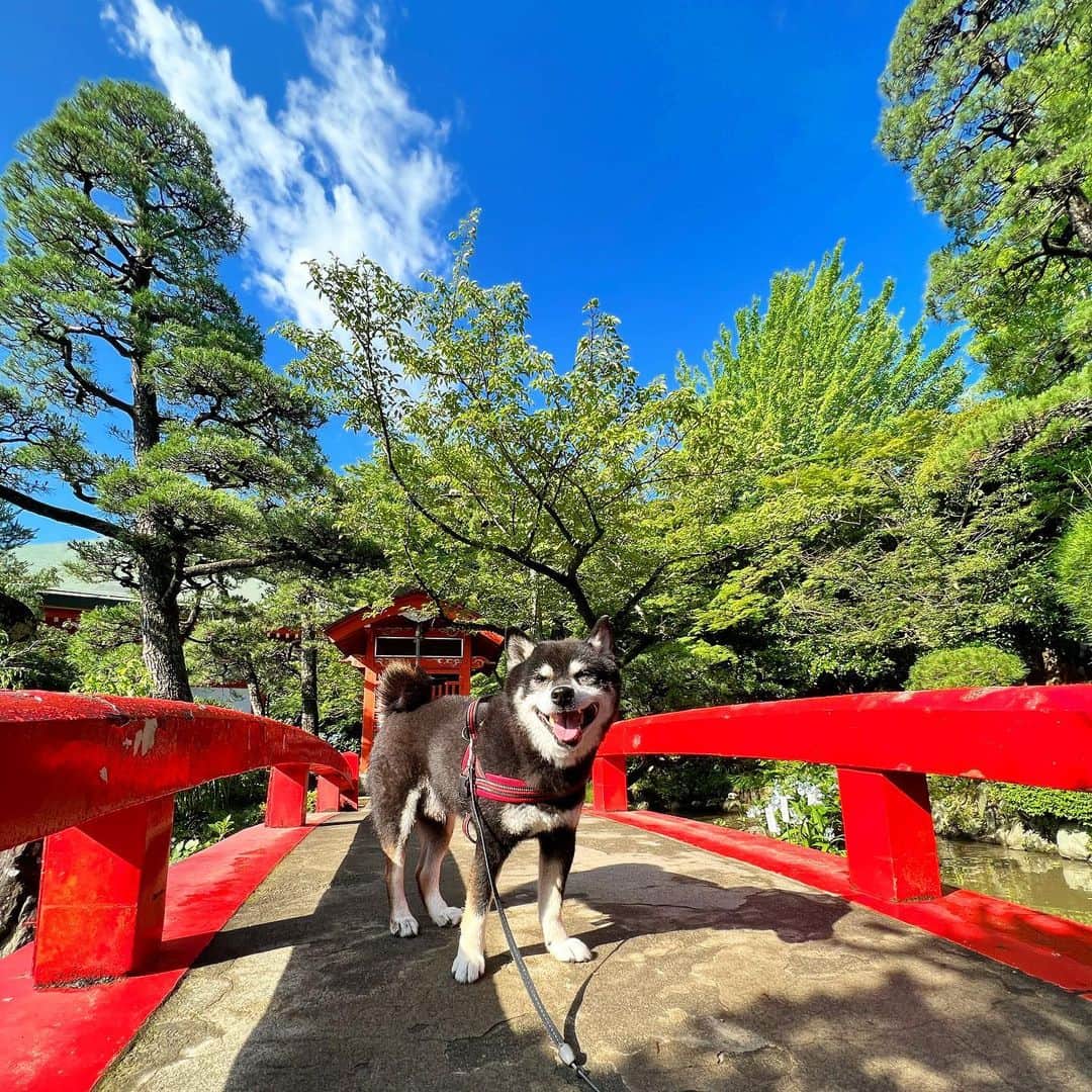 小川博永さんのインスタグラム写真 - (小川博永Instagram)「蒸し暑いけど青空ありがたい。  #ししまる爺さん  #今朝まる #ししまる #dog #dogs #柴犬 #黒柴」6月16日 9時08分 - ogawahironaga