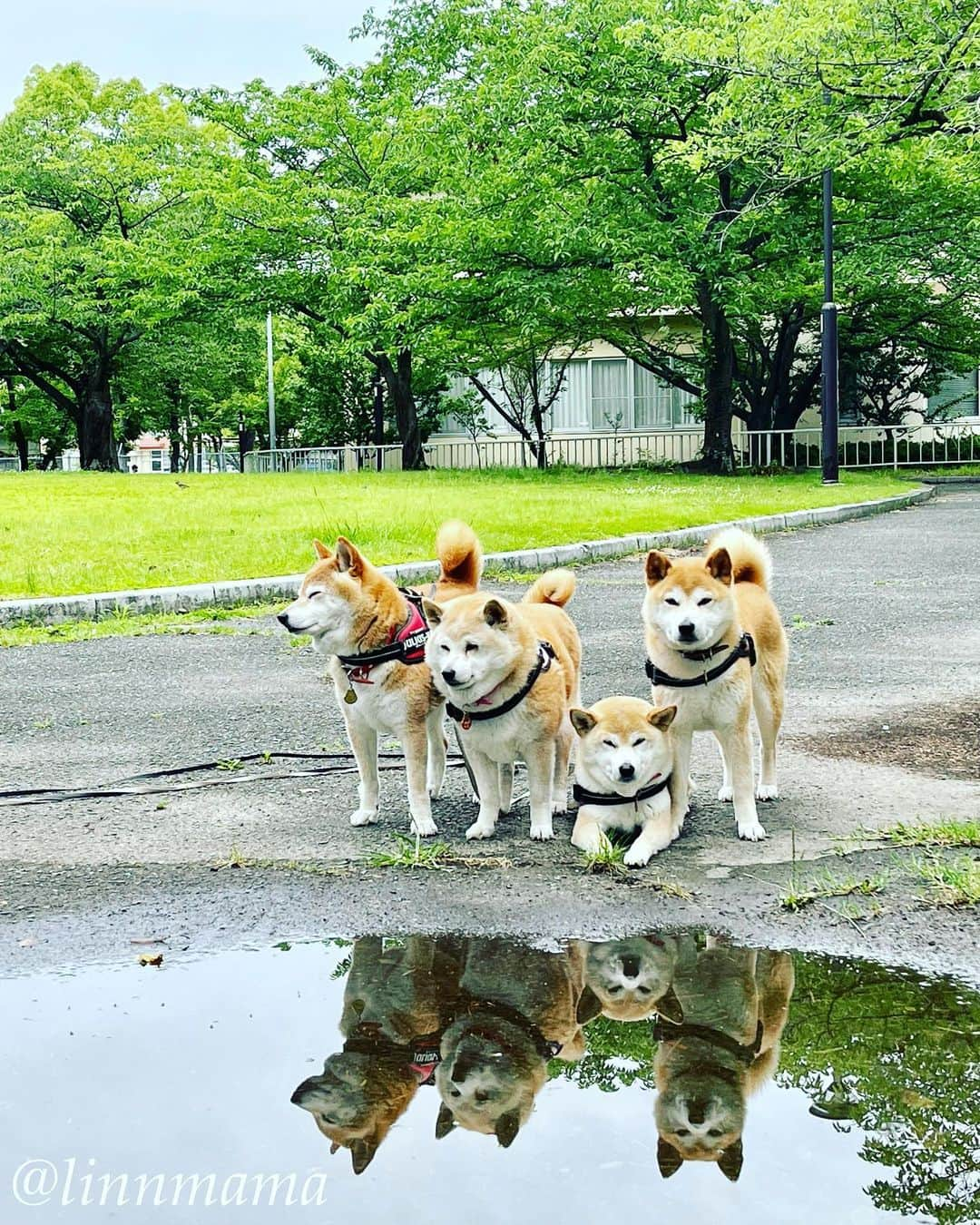 linnmamaさんのインスタグラム写真 - (linnmamaInstagram)「「生首」リフレクション😱〜雨あがりの公園の水たまりで恒例のリフレクションを撮ったら、約1名が生首だった件😰〜家へ帰ってiPhone📱を見てビックリ🫢 ＊ ＊ ＊ #柴犬#dog #柴犬凜の勇気凜々every day  #多頭飼い  #shibastagram  #my_eos_photo #eosr6 #ドッグフォトグラファーズ #iphone12#iphone12promax  #あさんぽ #写活 #水たまり」6月16日 1時03分 - linnmama