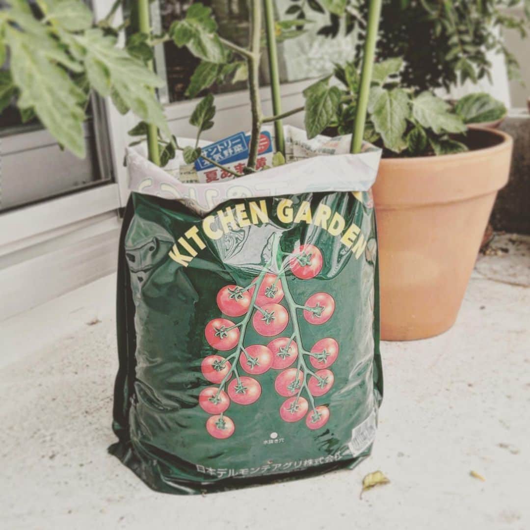 KIKIのインスタグラム：「久しぶりの趣味の園芸🍅  以前 鎌倉で庭のある家に暮らしていたときは 一畳ほどの畑スペースがあり 適当に野菜を育てていたのだけれど マンション暮らしになってからは 土を運んだりが億劫で何もしていなかった でも 娘が年中さんになって興味を持ち出したので 重い重い腰をあげて 挑戦することに  まずはミニトマトからと 調べていたら トマト栽培用の土というのがあるのね！ 前は庭の土をそのままで 盛り盛り育っていたので（鎌倉の土は元気なのだ） 土を買うというのは初めてだったのだけど 栽培後に再利用ができるようなので 初回はこの土を使ってみることに  そして苗を植えてからはこれまた驚きの成長 いや トマトっていつもぐんぐん育っていたよな とも思ったりしながら 娘とふたりで首を長くして初収穫を待っています 続報お楽しみに！ #植える時期がちょっと遅かった #デルモンテにサントリー #写真を見返して気付いた #仲良くやってね #趣味の園芸 #kitchengarden」