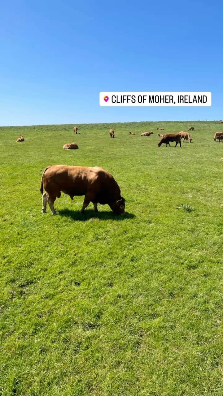 アダム・リッポンのインスタグラム：「The ONLY reason I’m posting this is because THIS is a reel that Instagram put together and suggested I post. Personally, I feel it’s too unhinged not to have *on* grid. Truly perfection; Starting with the photo of an Irish cow, to a selfie that says “backseat vibes”, another ICONIC selfie of me in a Bass Pro hat, all set effortlessly to Padam… This is the future. This is why AI was invented. The bizarre amount of time each photo is set to the music IS art. Thank you Instagram.」
