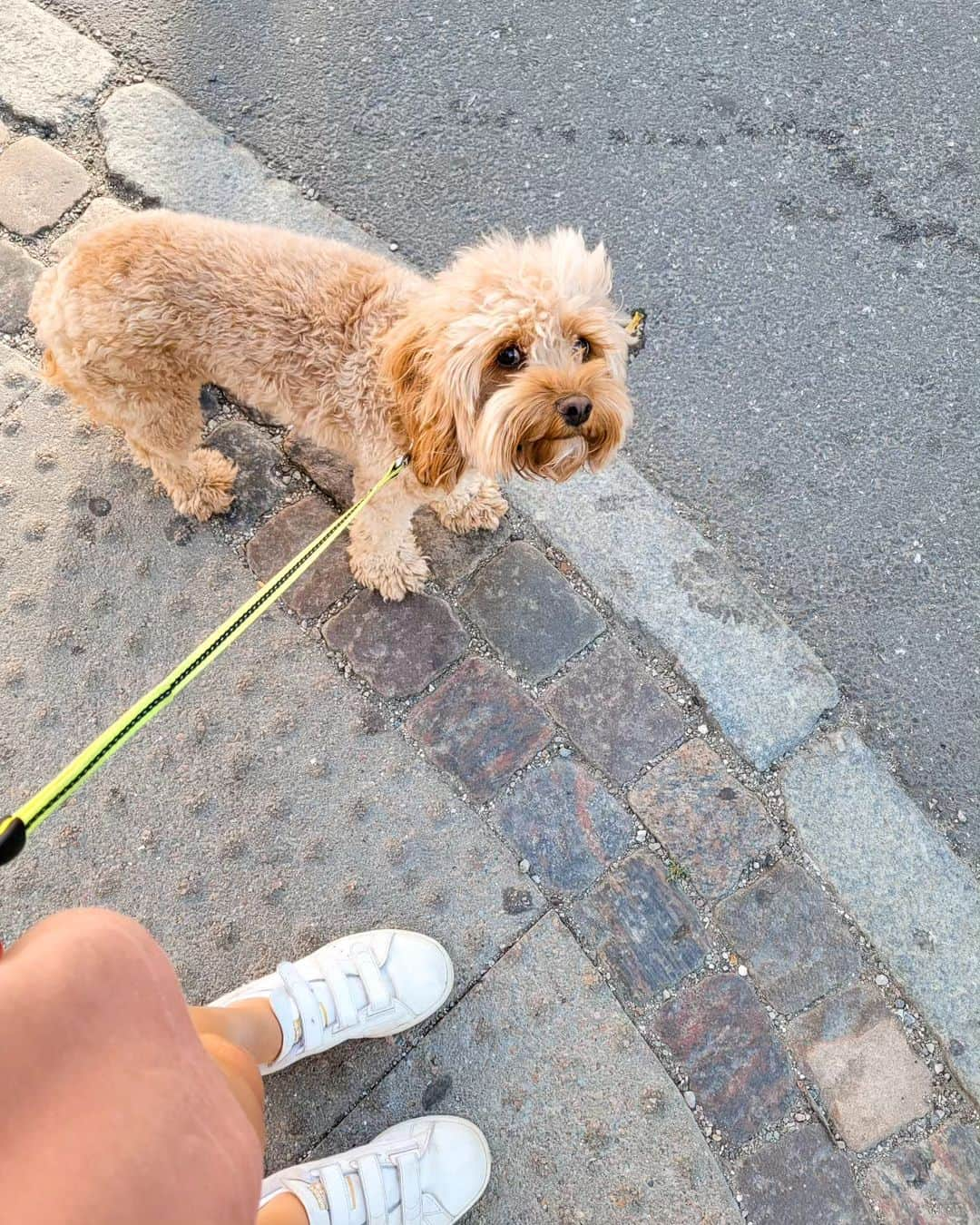 Astrid GLENNER-FRANDSENのインスタグラム：「Sommer med verdens sødeste lånehund og selvfølgelig lidt stafet, startblok og solnedgang 🌞🧡」