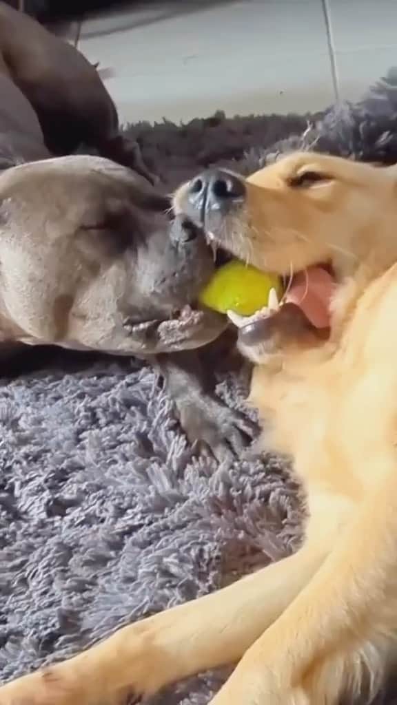 DogsOf Instagramのインスタグラム：「@soypraga_bully when you want to play but also nap at the same time #ballislife   . . . #dogswillbedogs #dogsofinstagram #ballobsessed #pibblesofinstagram」