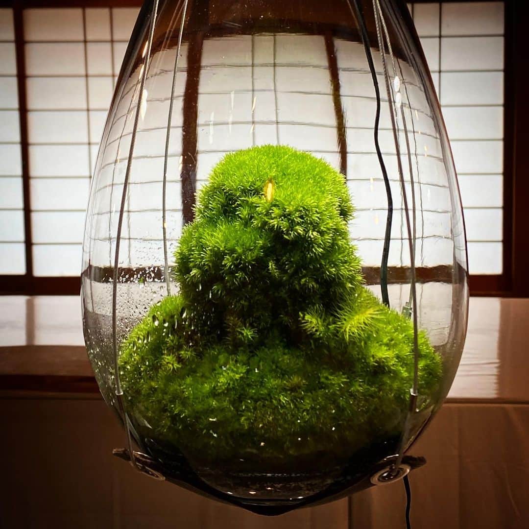 のインスタグラム：「Mosslight   梅雨のおかげ横丁 企画展「苔を楽しむ」  日　時／令和5年6月17日（土）～6月25日（日） 10：00～17：00 場　所／伊勢路名産味の館2階「大黒ホール」 協　力／岡山コケの会関西支部、岡山コケの会伊勢支部  #mosslight #モスライト#伊勢神宮#おかげ横丁#テラリウム」