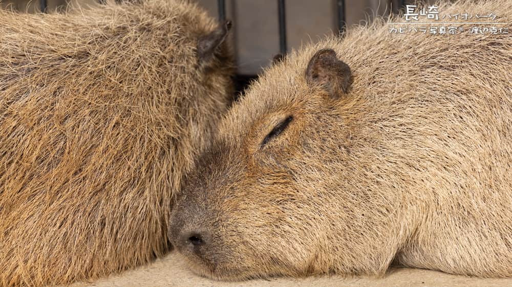 渡辺克仁さんのインスタグラム写真 - (渡辺克仁Instagram)「おはようございます。  #カピバラ #水豚 #capybara #おはよう」6月16日 7時00分 - katsuhito.watanabe