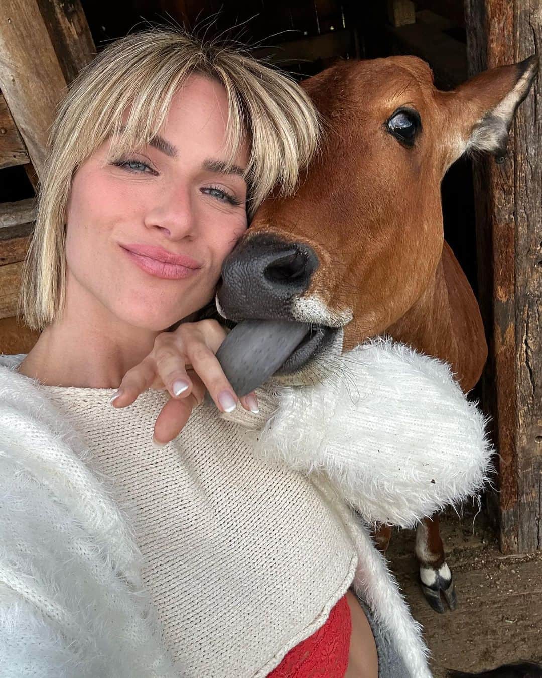 Giovanna Ewbankのインスタグラム：「Tem amor maior que esse? NÃO TEM! Minha bezerrinha Cindy COWford esta crescendo e eu amo muito os seus lambeijos!!!! 💕 @ranchodmontanha」