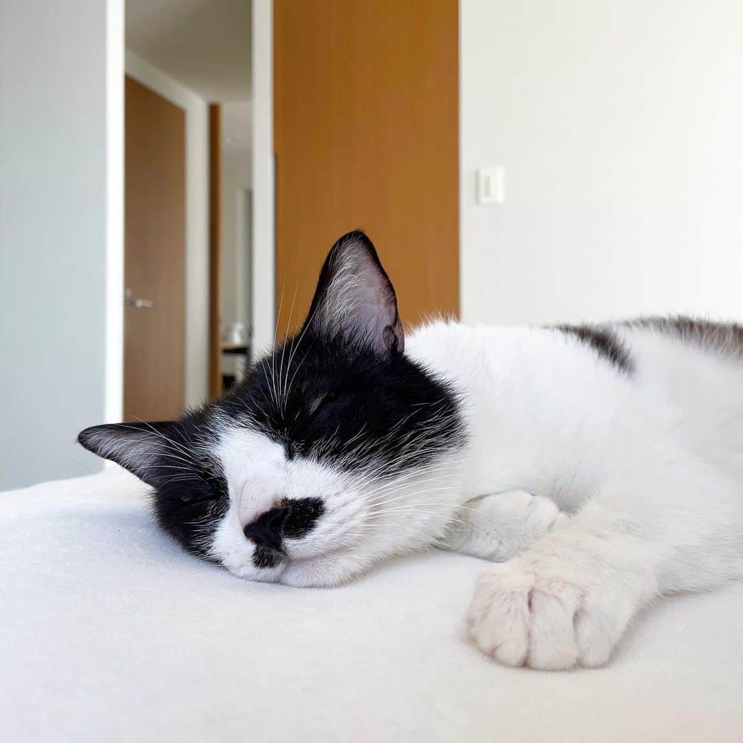 猫ラボのインスタグラム：「今朝の添い寝蘭丸。 食い込みすぎて人間は「くの字」を超えて「＜」になってる。」