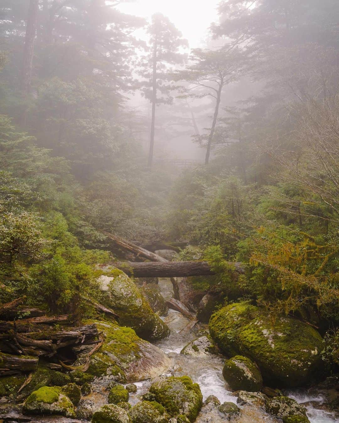 羽石杏奈さんのインスタグラム写真 - (羽石杏奈Instagram)「If you are a nature lover and a hiker, Yakushima is your destination. 🌳✨  小さい頃からなぜかずっと屋久島に憧れてて 念願の屋久島、今までに出会ったことない 自然の深さと豊かさに圧倒される場所でした✴︎ 言葉じゃなかなか書き表せなくて、、 10枚の写真から少しでも屋久島のパワー伝わったら嬉しいな💫  屋久島のメインのアクティビティはハイキング。 樹齢2000〜7000年といわれてる縄文杉は、 朝暗いうちに出発して往復約10時間(!)のハイク🍃 結構ハードだけど、人生で一度は訪れてみてほしい場所◎ 10時間かけてもあの自然に出会えるなら、何度でも行く価値あり。 (私たちは旅の途中で下調べも準備も100%じゃなく 軽装で挑んでしまって、10時間雨の中びしょ濡れだった笑 事前準備忘れずにね🫶)  今日と来週のYouTubeは屋久島vlog🌱興味ある方はぜひ♡ Yakushima trip vlog will be uploaded on my YouTube channel tonight and next Friday! 🎥⚡️」6月16日 18時37分 - hawaiianna913
