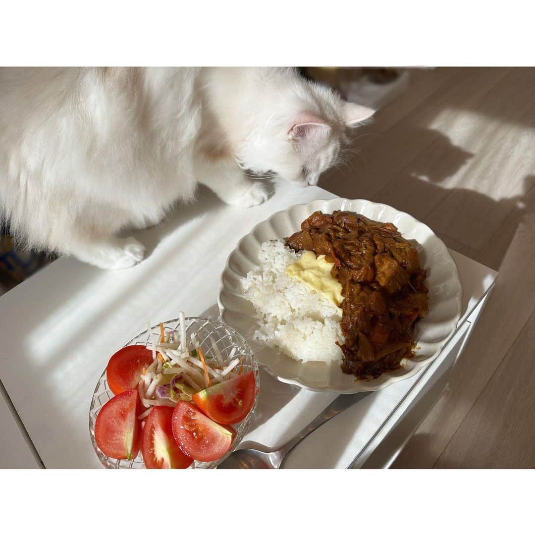 松下玲緒菜のインスタグラム：「カレー狙い猫🐈 . . . 無水カレー初めて作ったんだけどなかなか美味しかった！ふるさと納税で頂いたお肉がまだまだあるから消費しなくちゃだ」